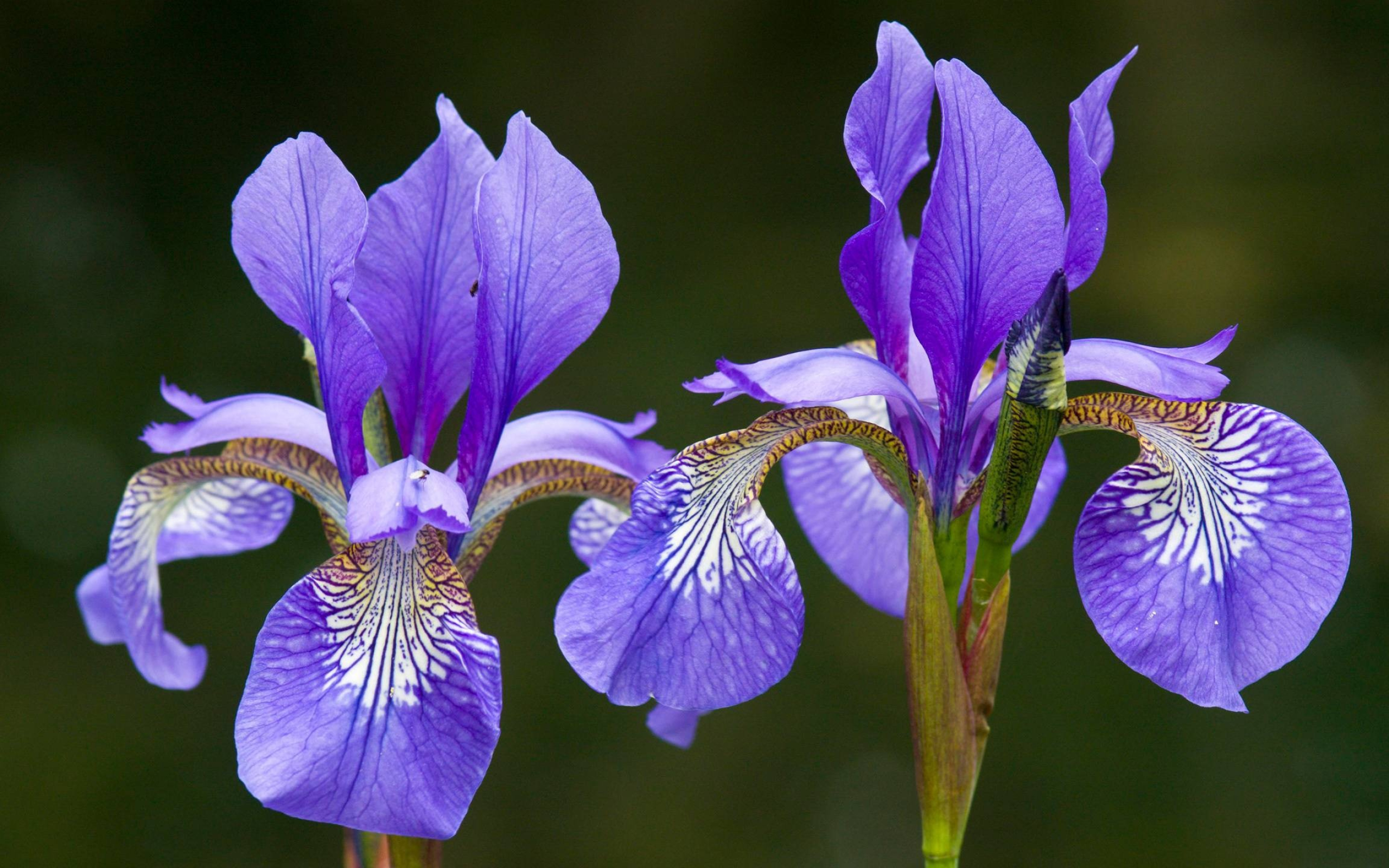 Iris sanguinea, Iris Wallpaper, 2560x1600 HD Desktop