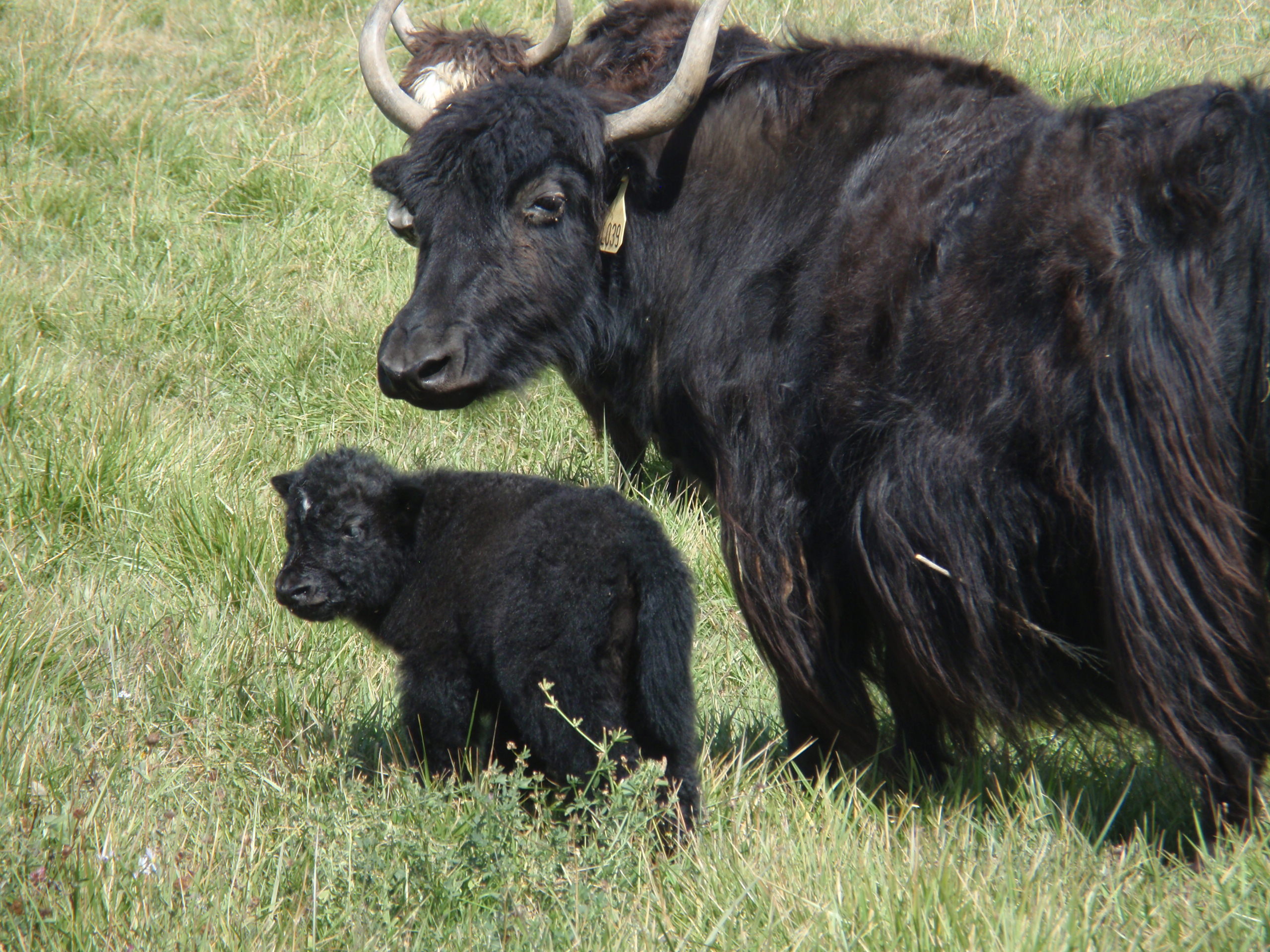 Yak, Striking wallpapers, Animal kingdom, Visual delight, 2560x1920 HD Desktop