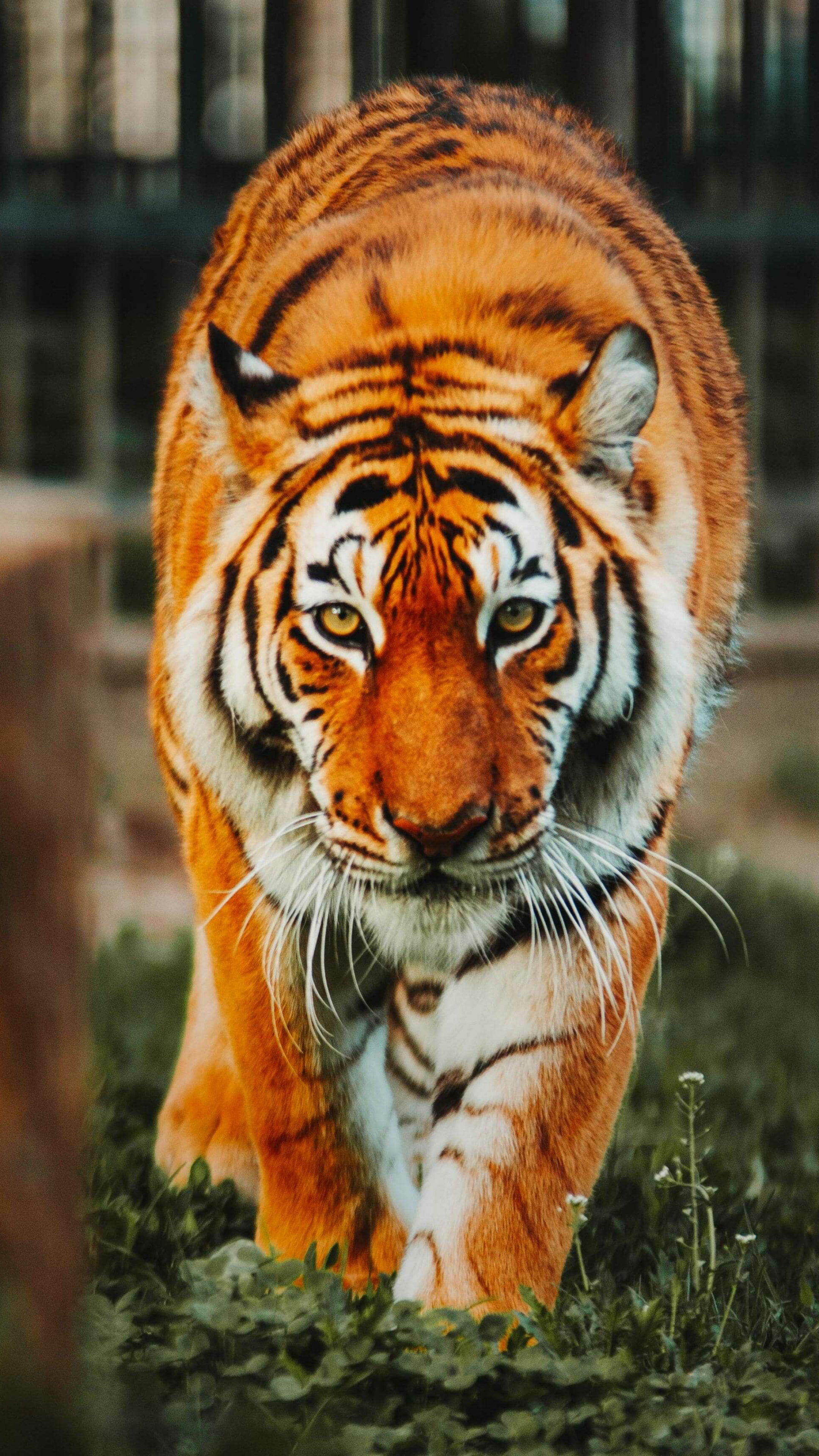 iPhone tiger wallpaper, Captivating imagery, Stunning beauty, HD delight, 2160x3840 4K Phone