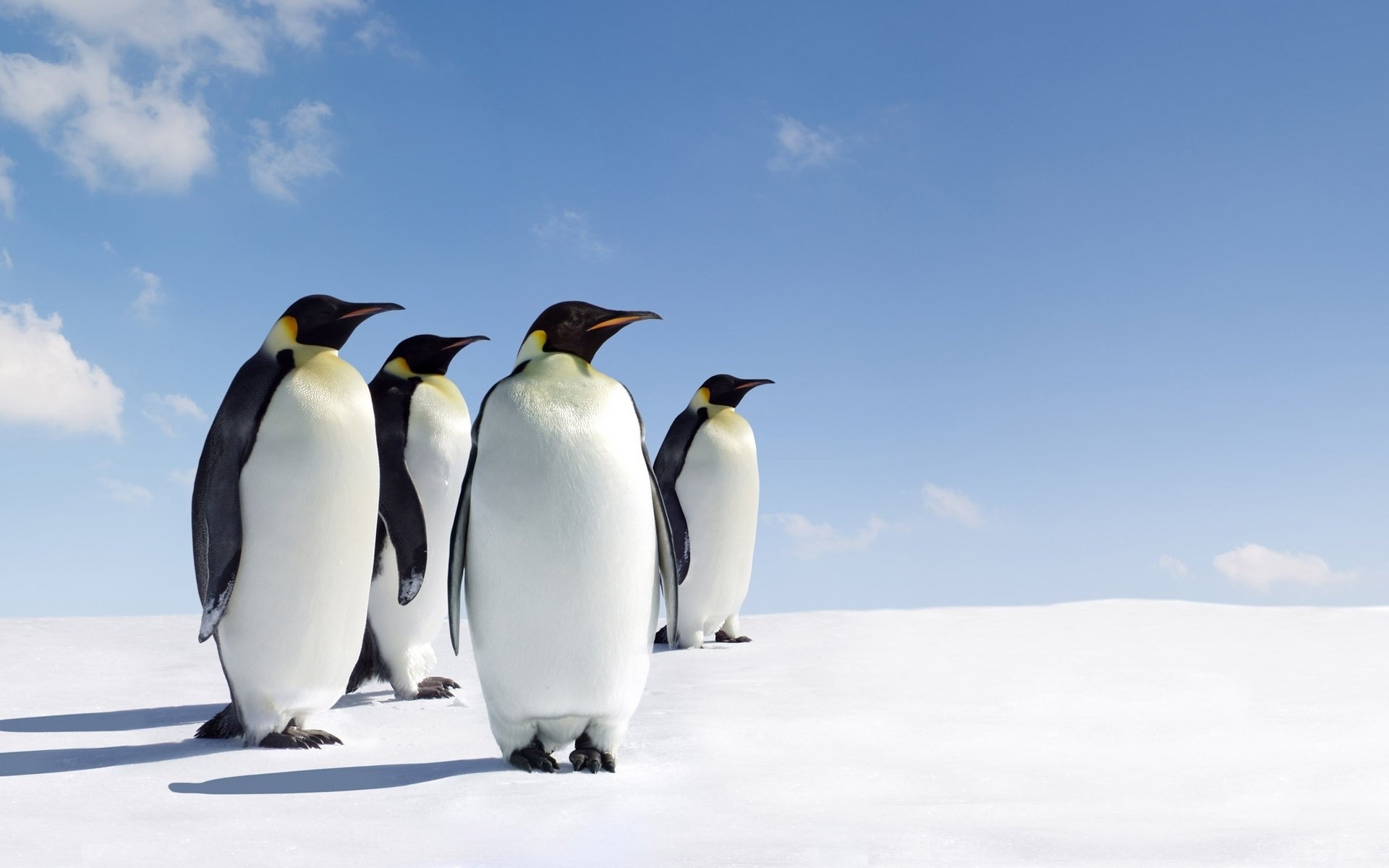 Penguin sub-gallery, Captivating cuteness, Arctic inhabitants, HD wallpapers, 1920x1200 HD Desktop