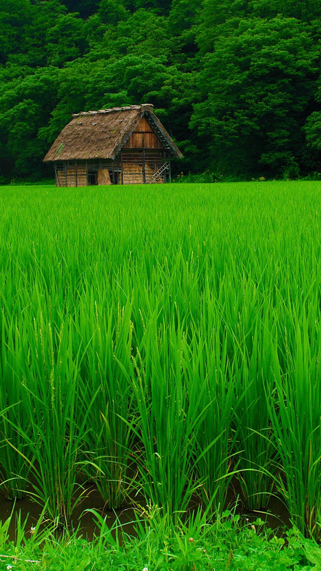 Go Green, Natural landscapes, Green forests, Serene beauty, 1080x1920 Full HD Phone