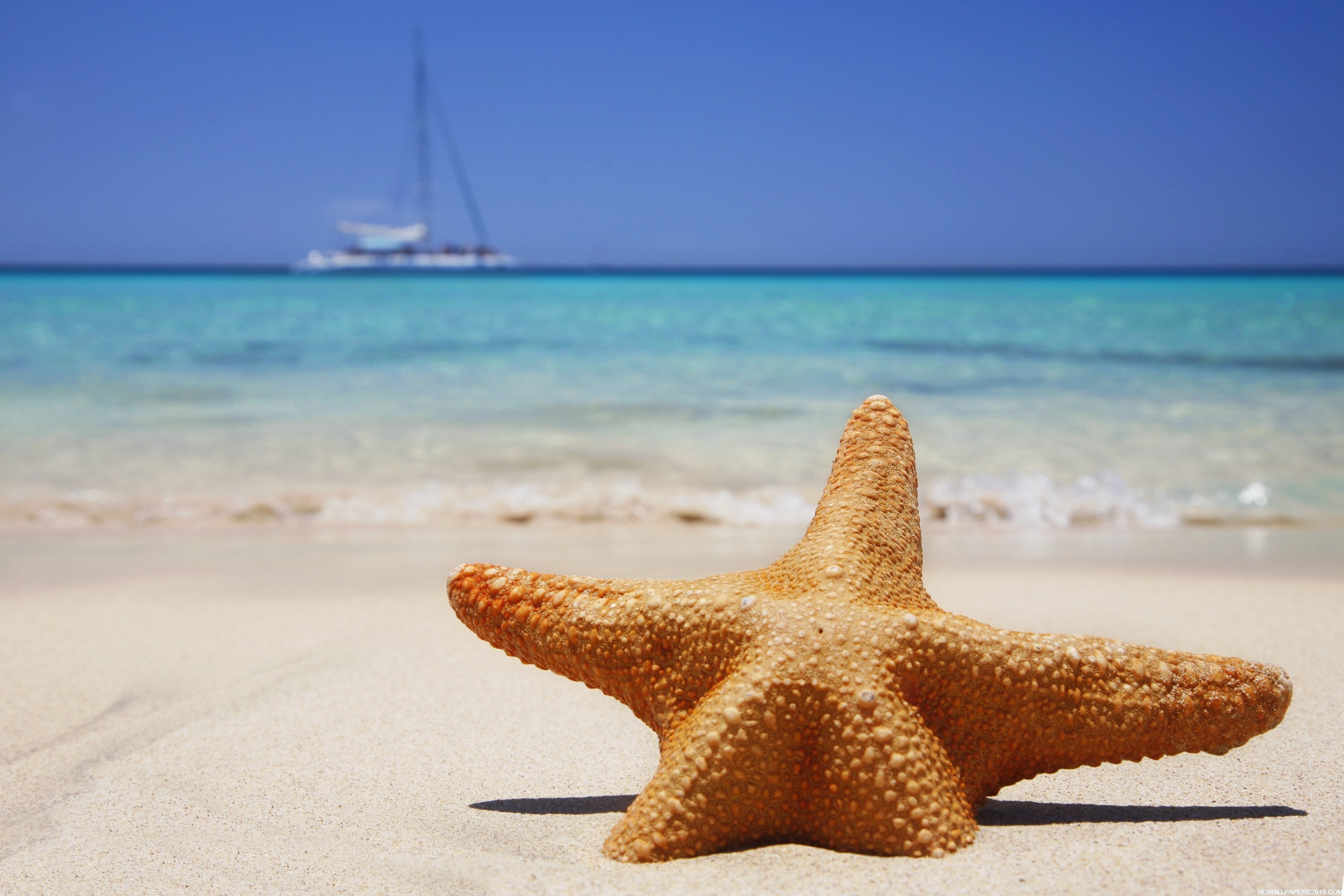 Beach and Starfish, Wallpaper, Attractive, Mobile, 3150x2100 HD Desktop