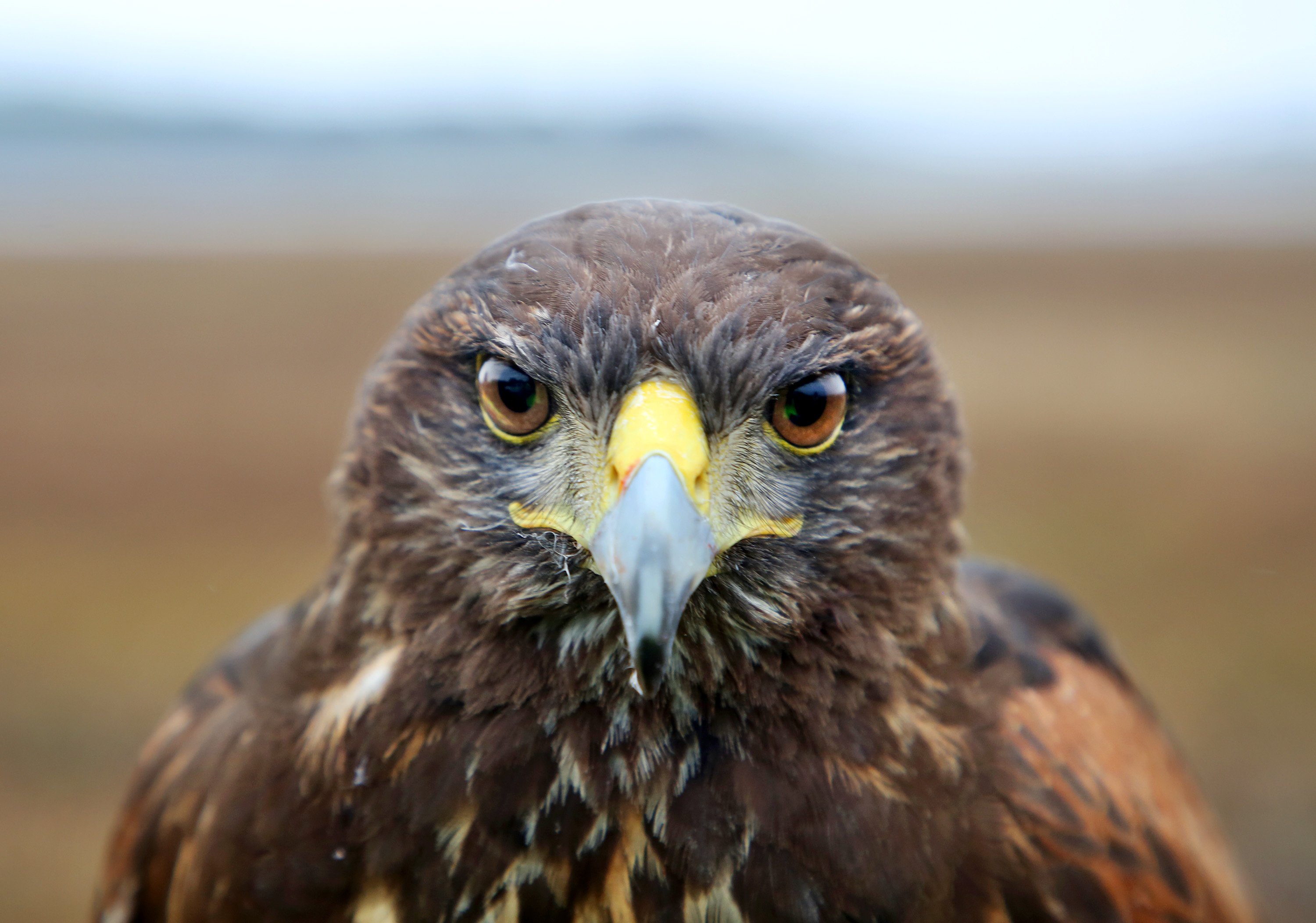 Flight protector, Tampa international airport hawk, Your flight guardian, 3000x2110 HD Desktop