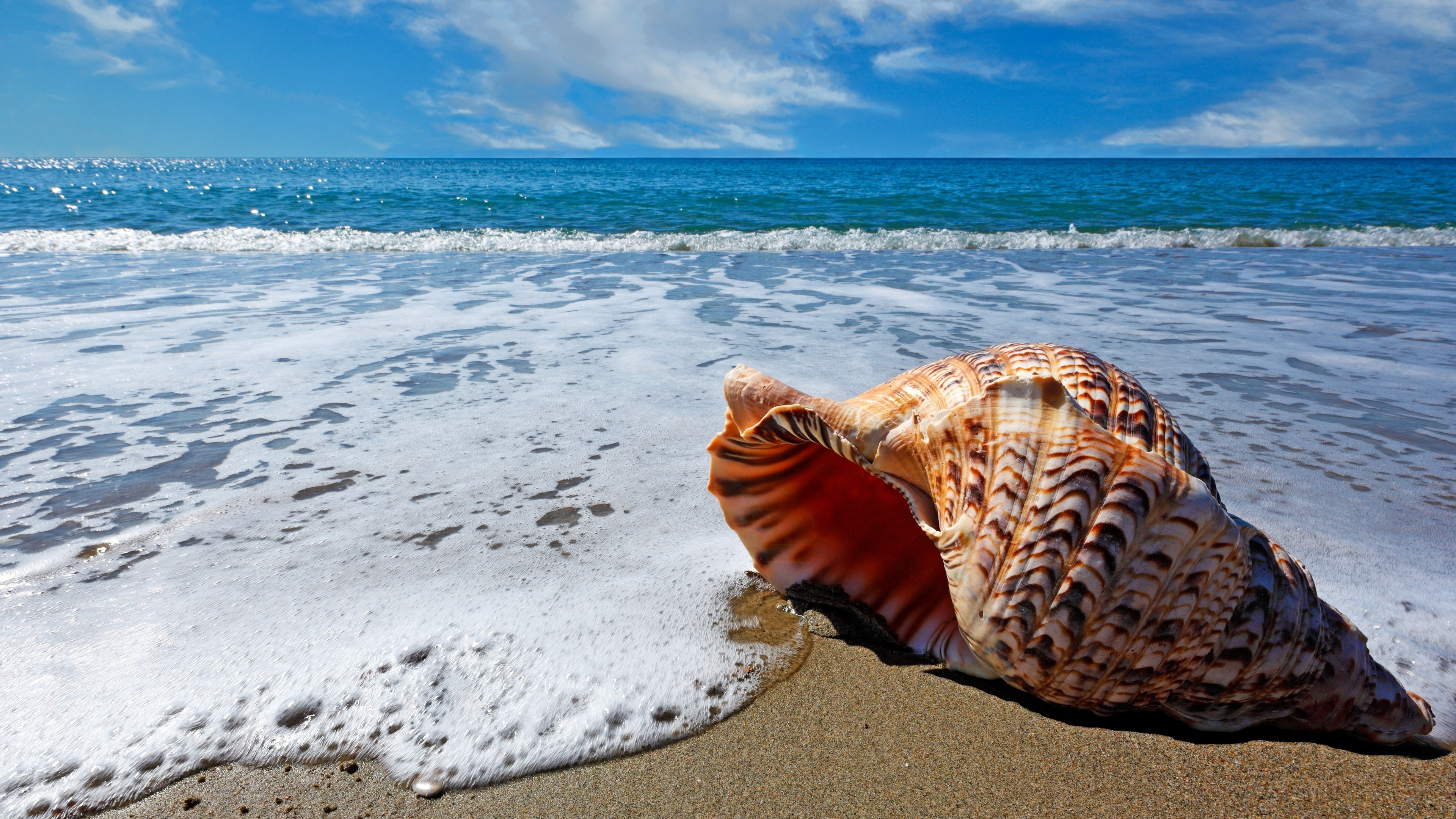 Beach Shell, Wallpaper, John Tremblay, Posted By, 3840x2160 4K Desktop