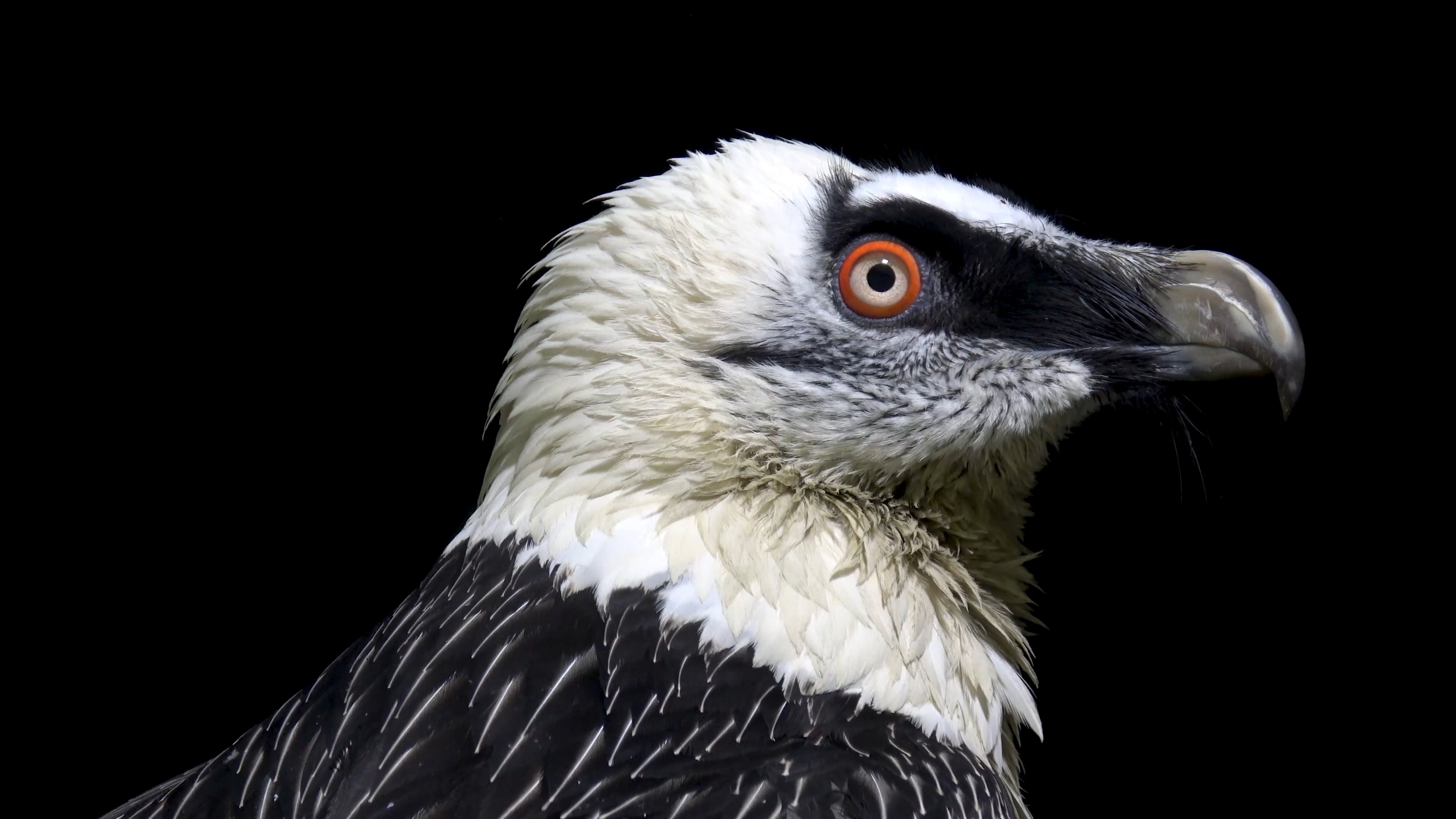 Bearded Vulture, Vbir004 009, Joel sartore, Bearded Vulture, 3840x2160 4K Desktop