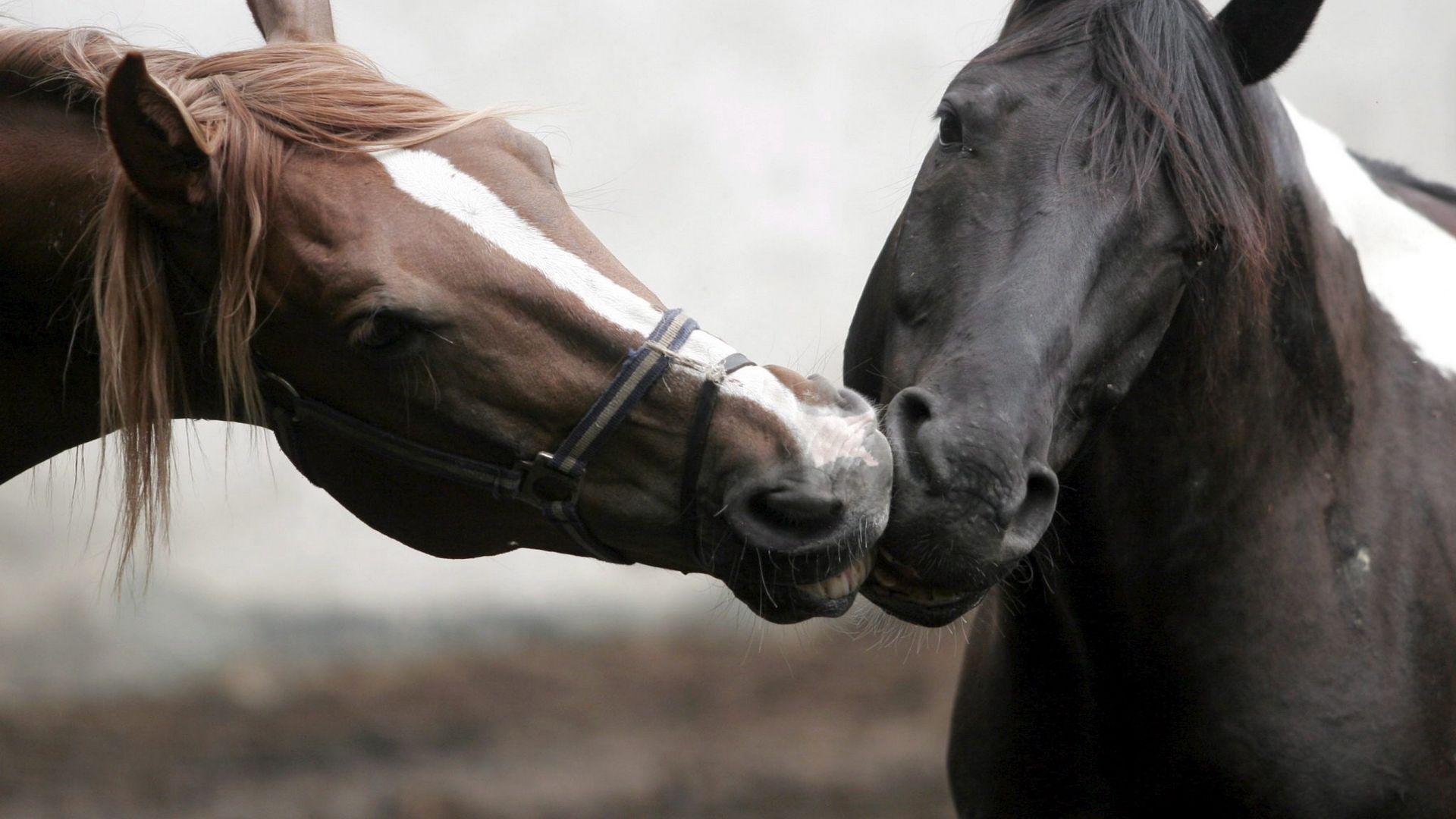 Steam care affection, Gentle touch, Pure love, Desktop bliss, 1920x1080 Full HD Desktop