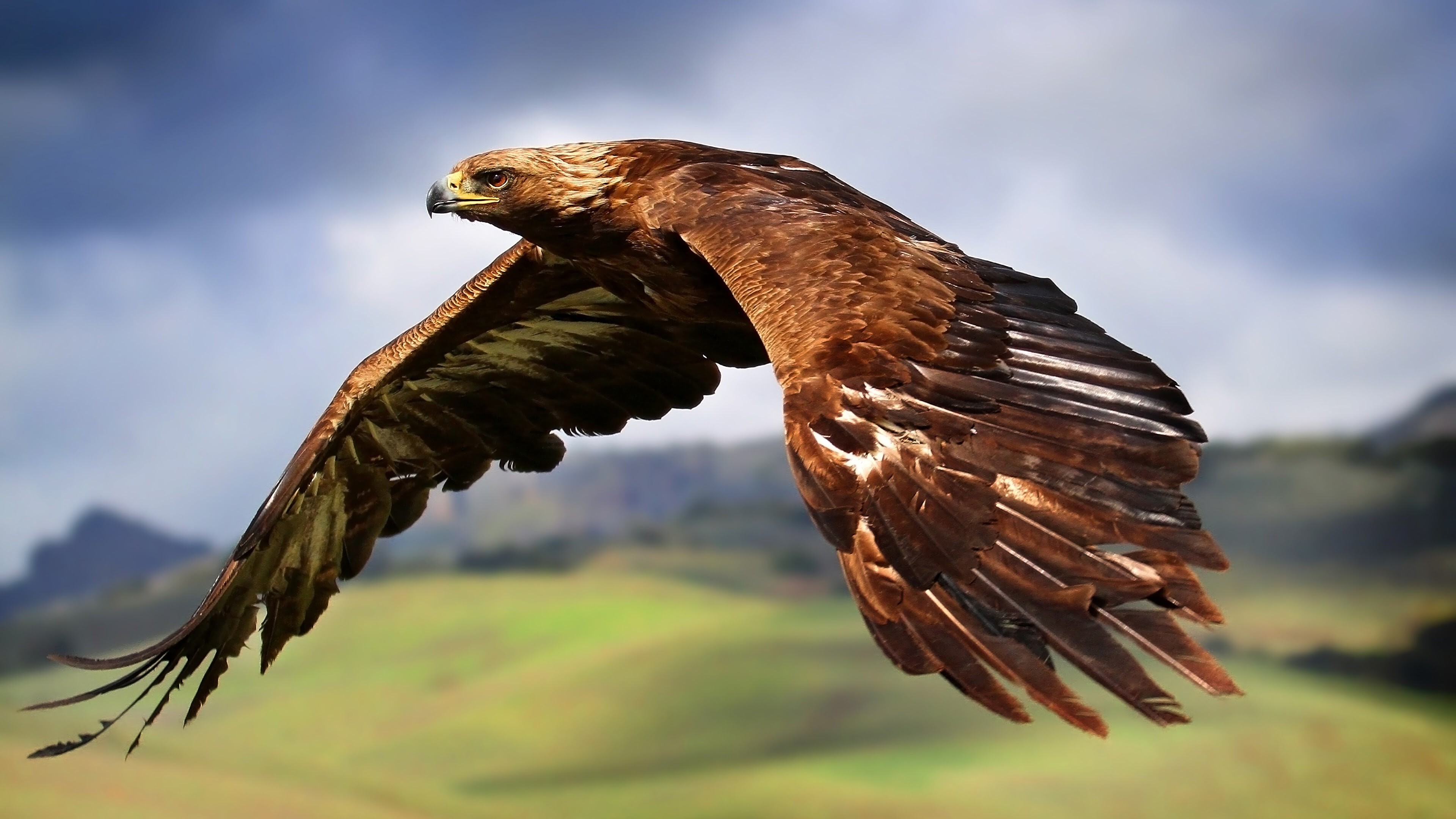 Wings, Golden Eagles Wallpaper, 3840x2160 4K Desktop