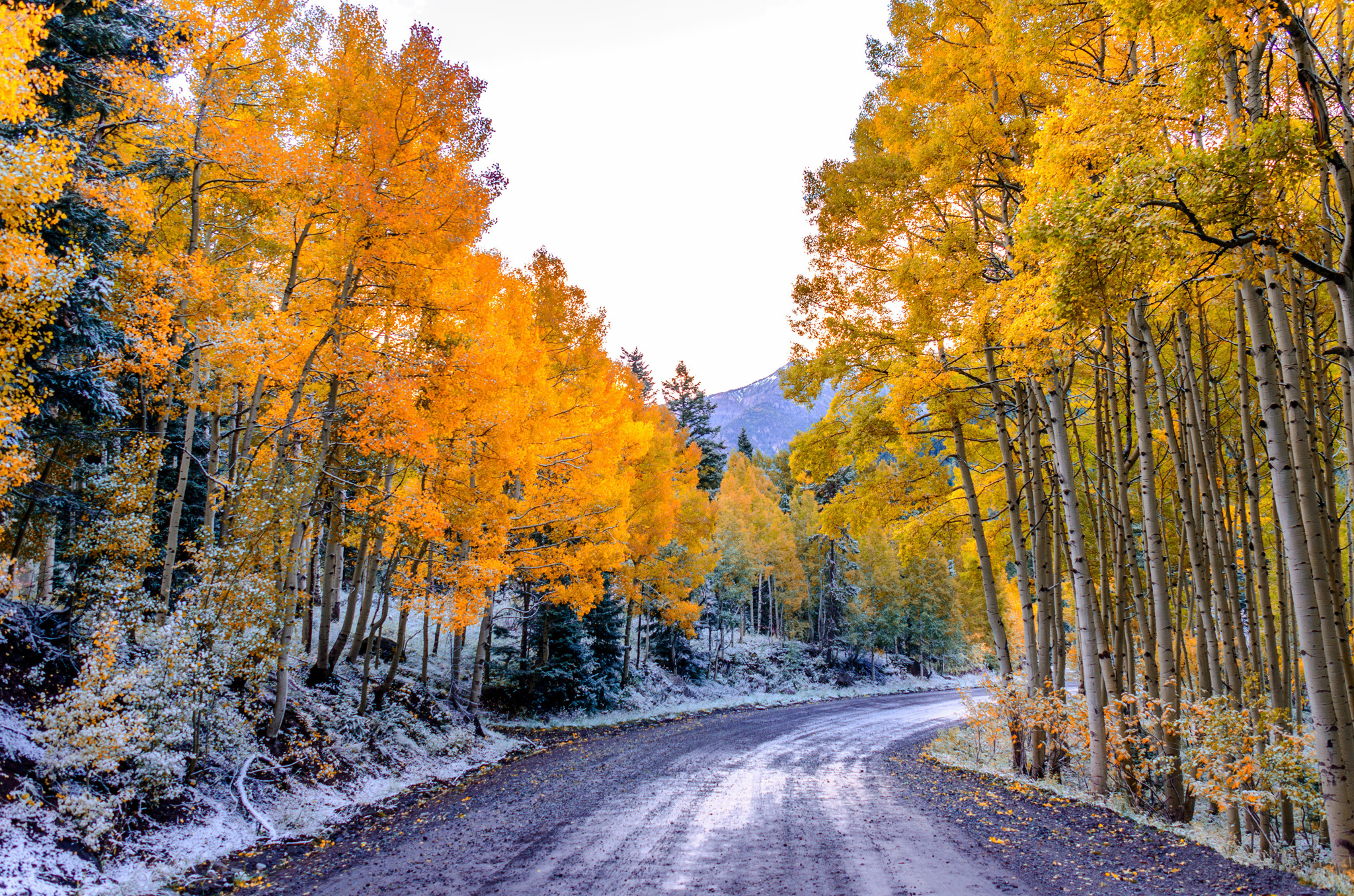 Sunlight trees landscape, Forest fall nature, Winter morning frost, Aspen's enchantment, 2050x1360 HD Desktop