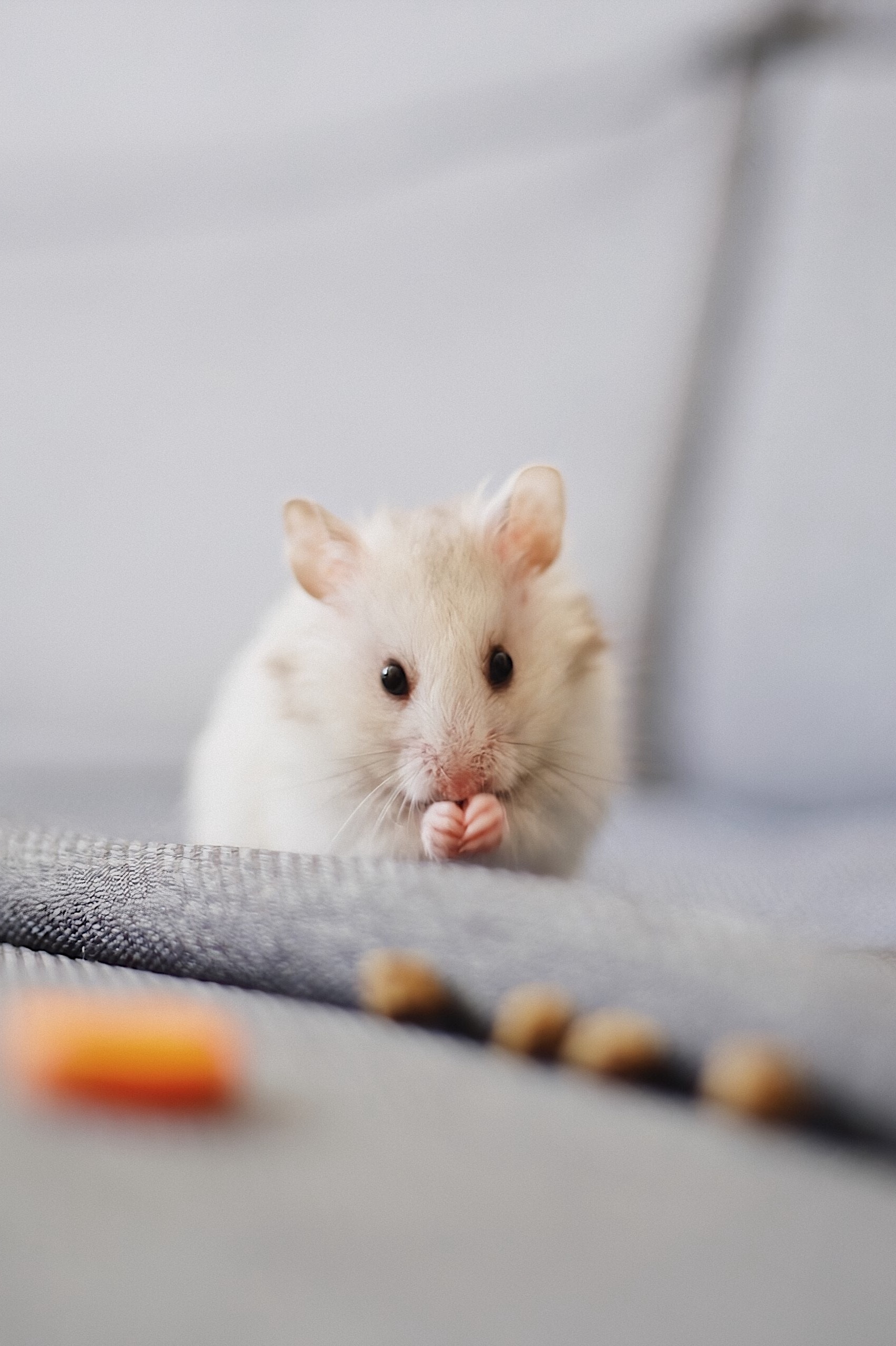 Close-up of white mice, Detailed rodent shot, Small mammals, Animal photography, 1710x2560 HD Phone