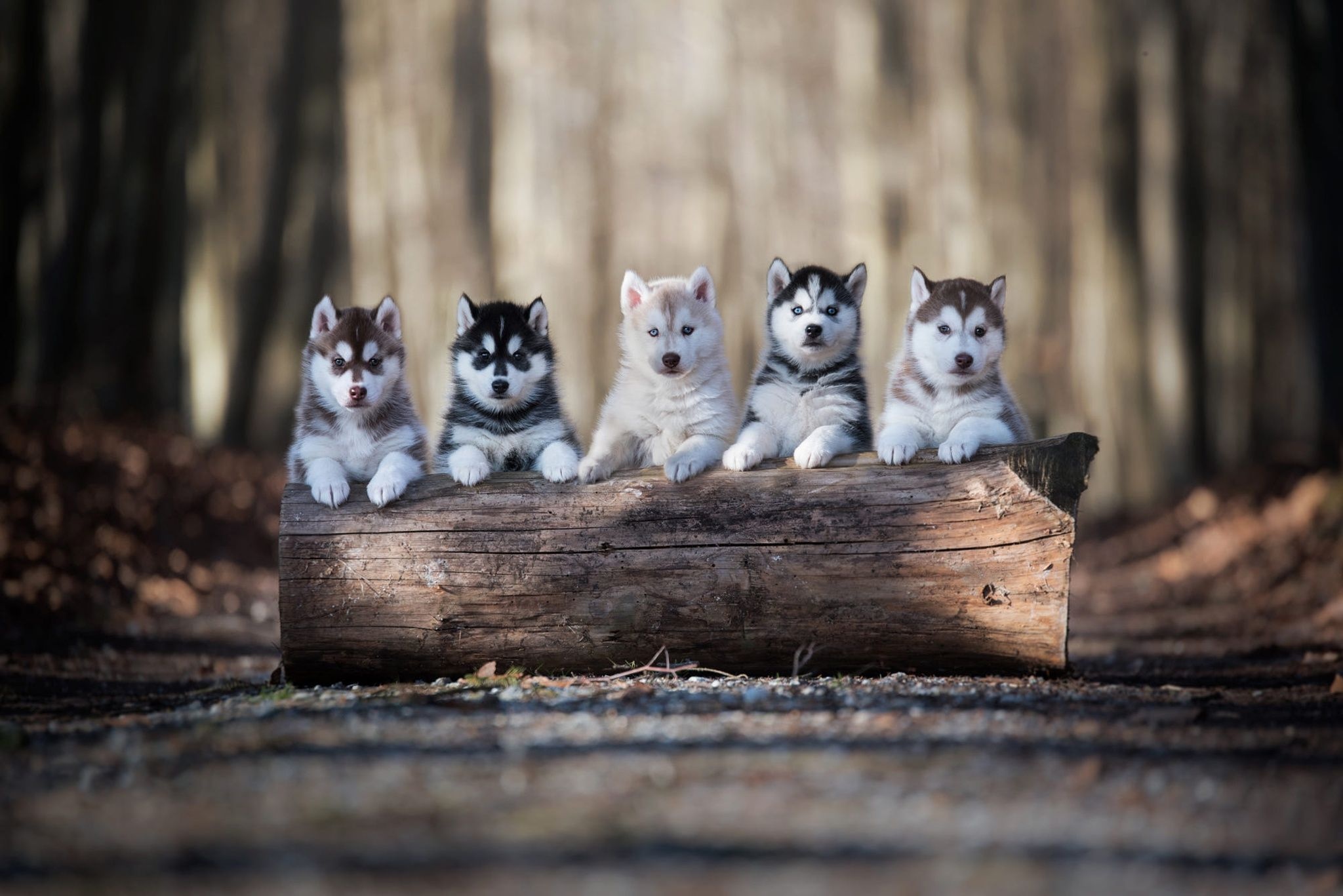 Malamute dog wallpaper, Captivating gaze, Furry companion, Beautiful breed, 2050x1370 HD Desktop