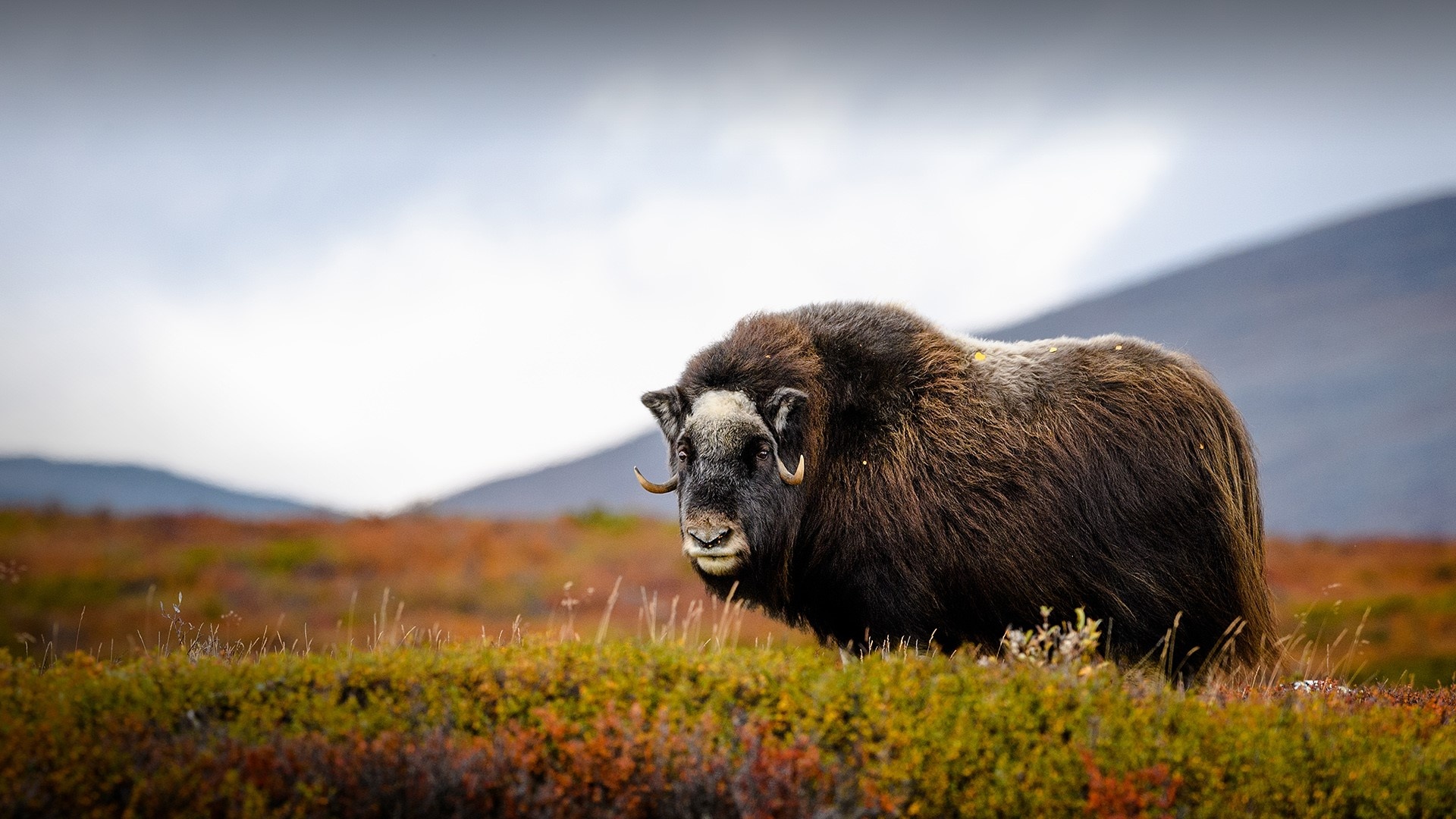 Musk ox, Dovre national park, Dovrefjell, Norway, 1920x1080 Full HD Desktop