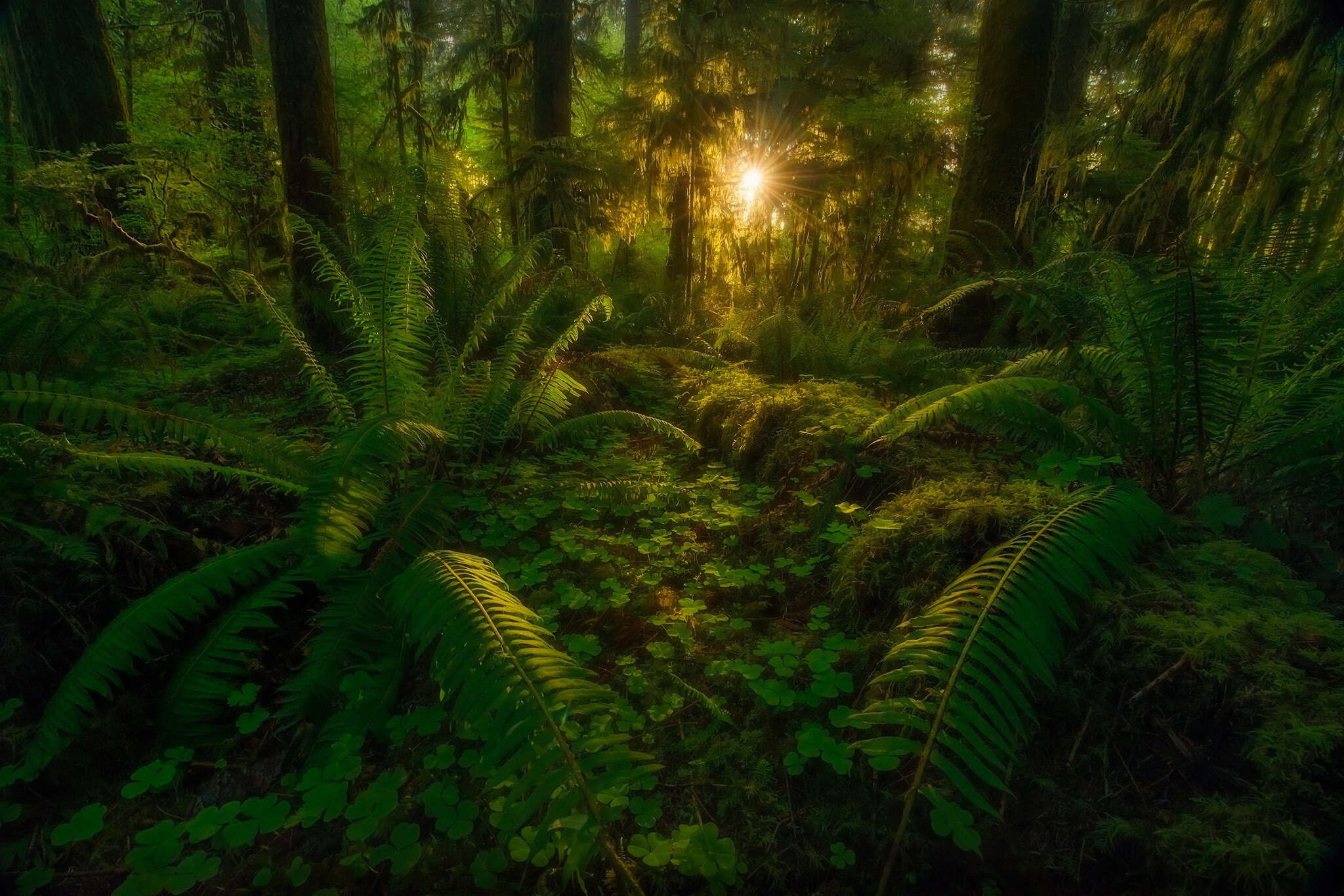 Sunlight, Jungles Wallpaper, 2050x1370 HD Desktop