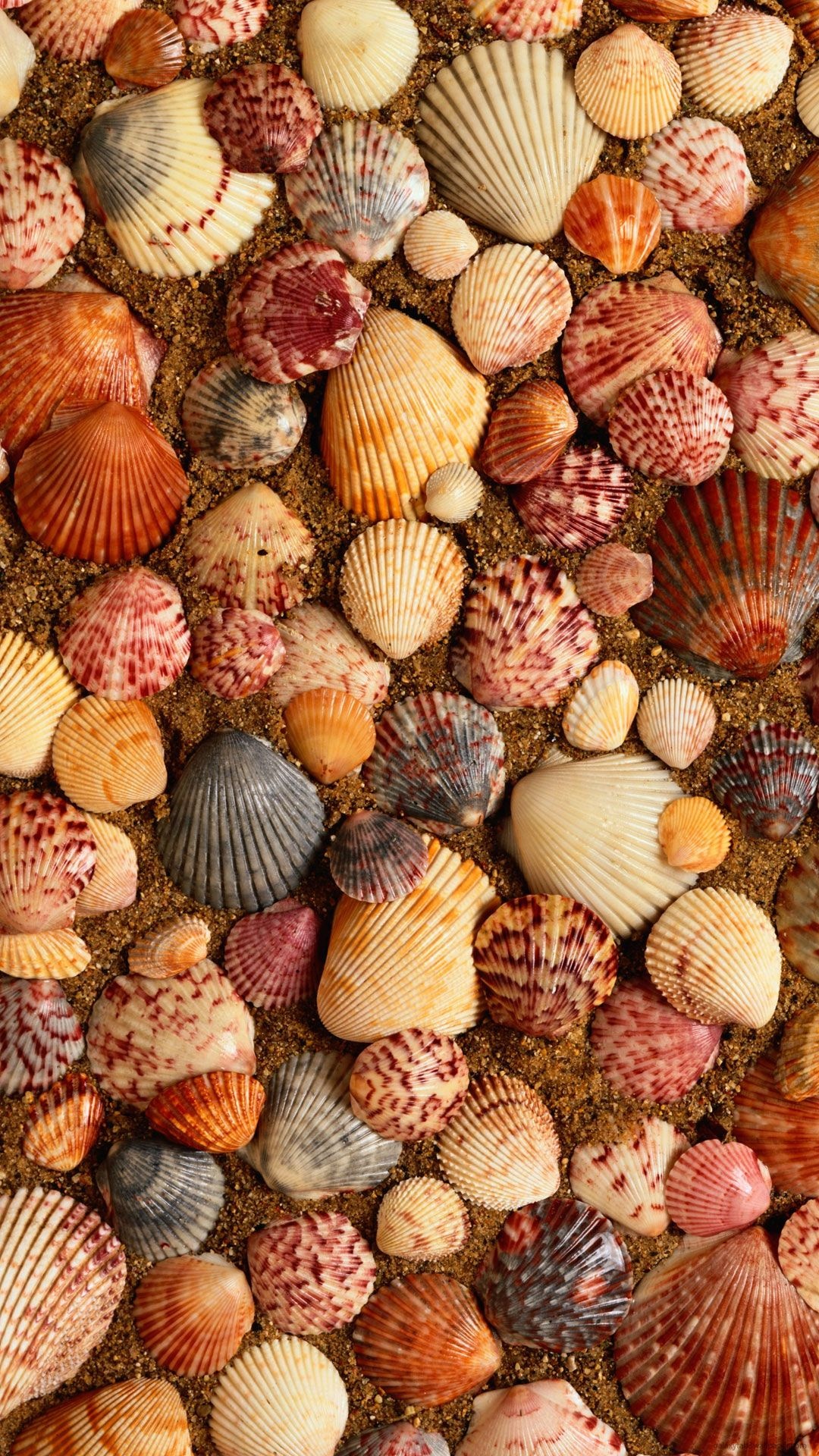 Seashells Sea Sand, Galaxy S4 Wallpapers, HD Wallpaper, Sea Life Art, 1080x1920 Full HD Phone