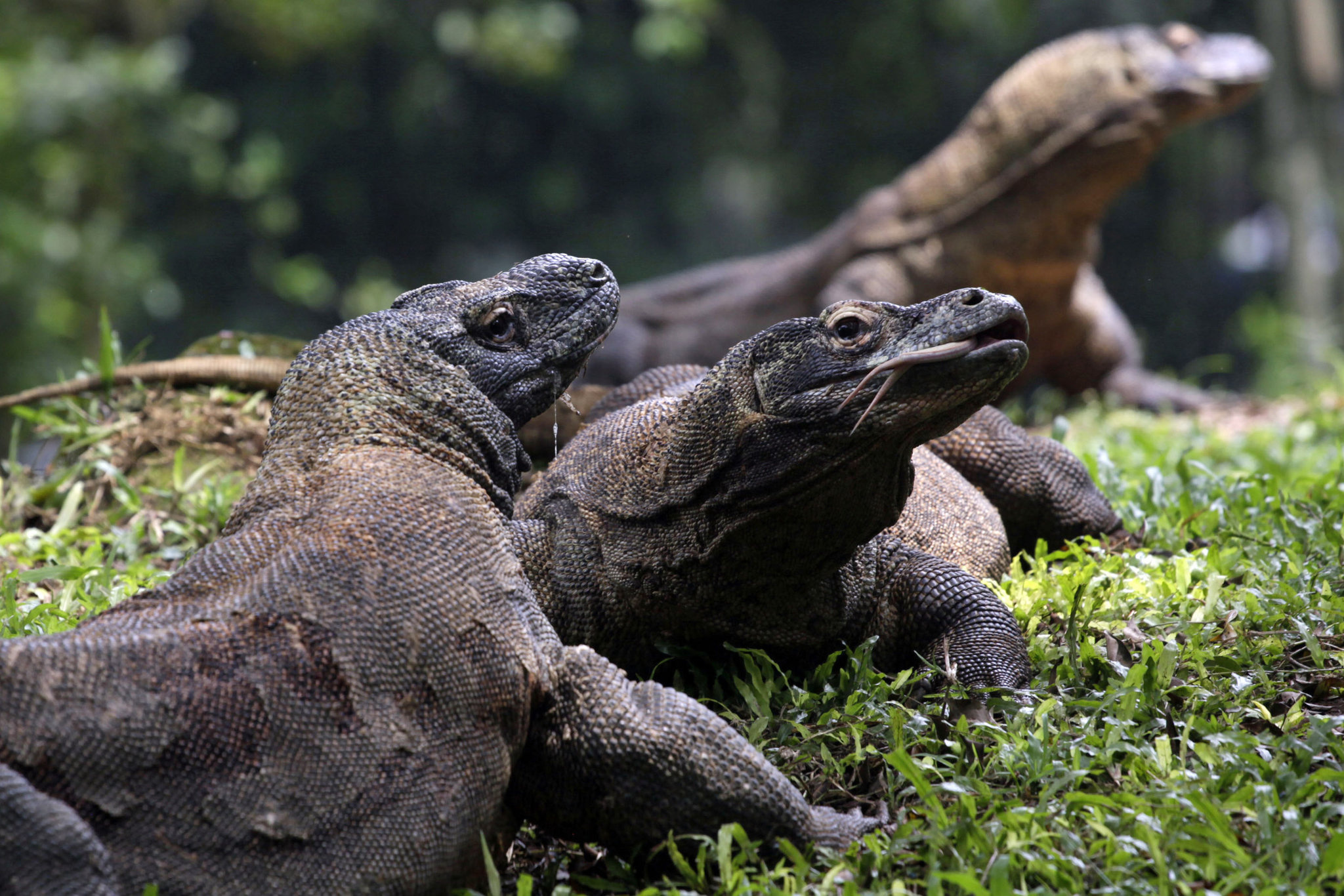 Komodo Island, Komodo dragons, Evolutionary marvel, 2050x1370 HD Desktop