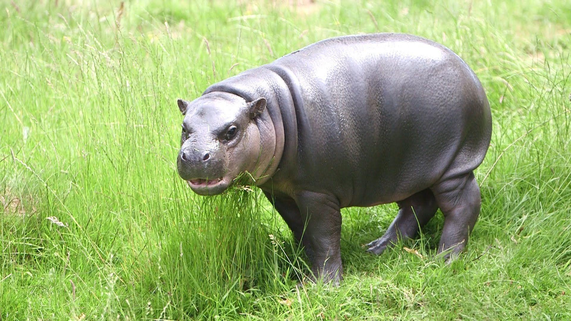 Cute baby hippos, Playful animal babies, Nature's cuteness, Baby wildlife, 1920x1080 Full HD Desktop