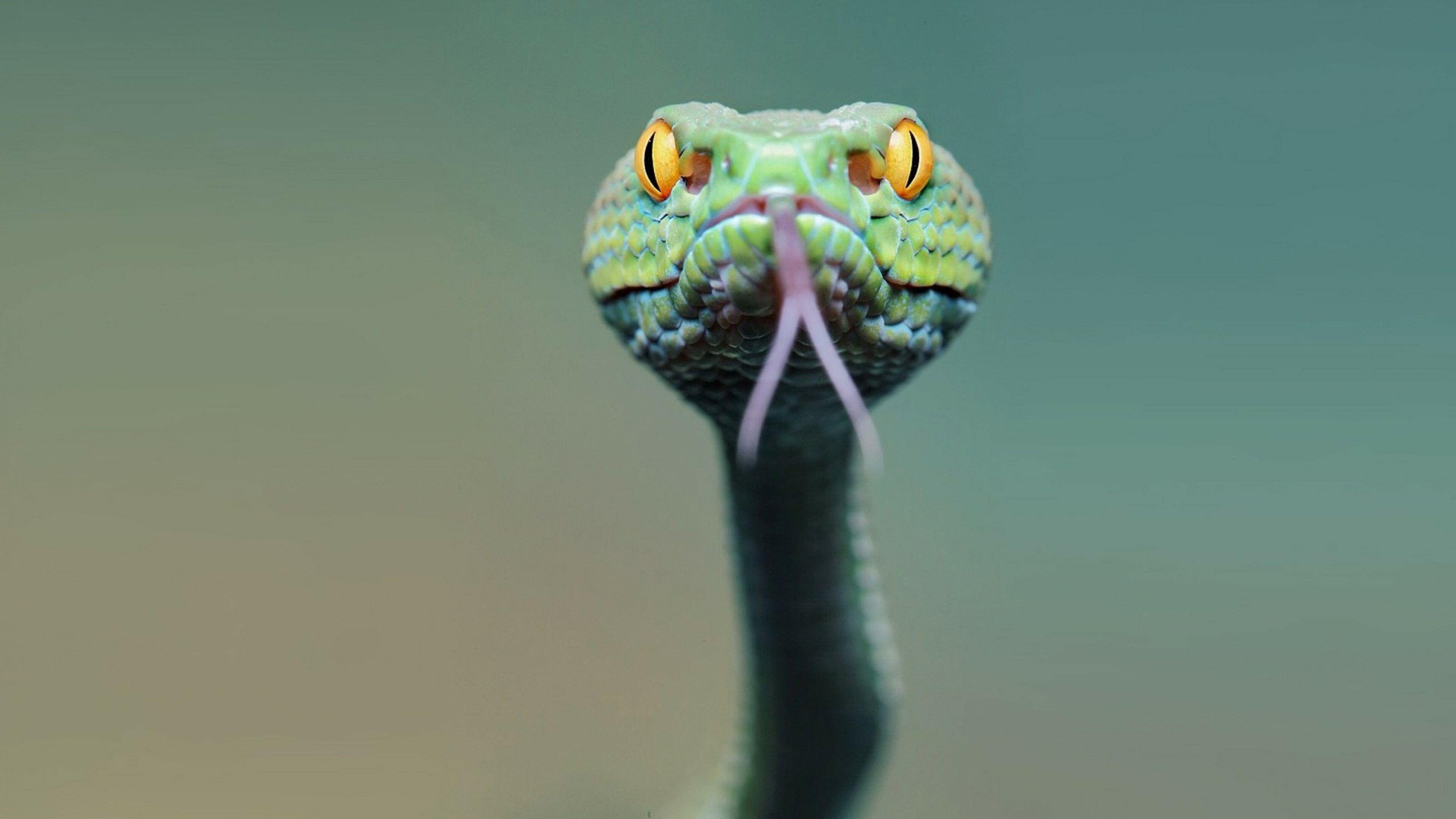 Green snake allure, Nature's emerald, Mesmerizing snake images, Serpentine fascination, 3840x2160 4K Desktop