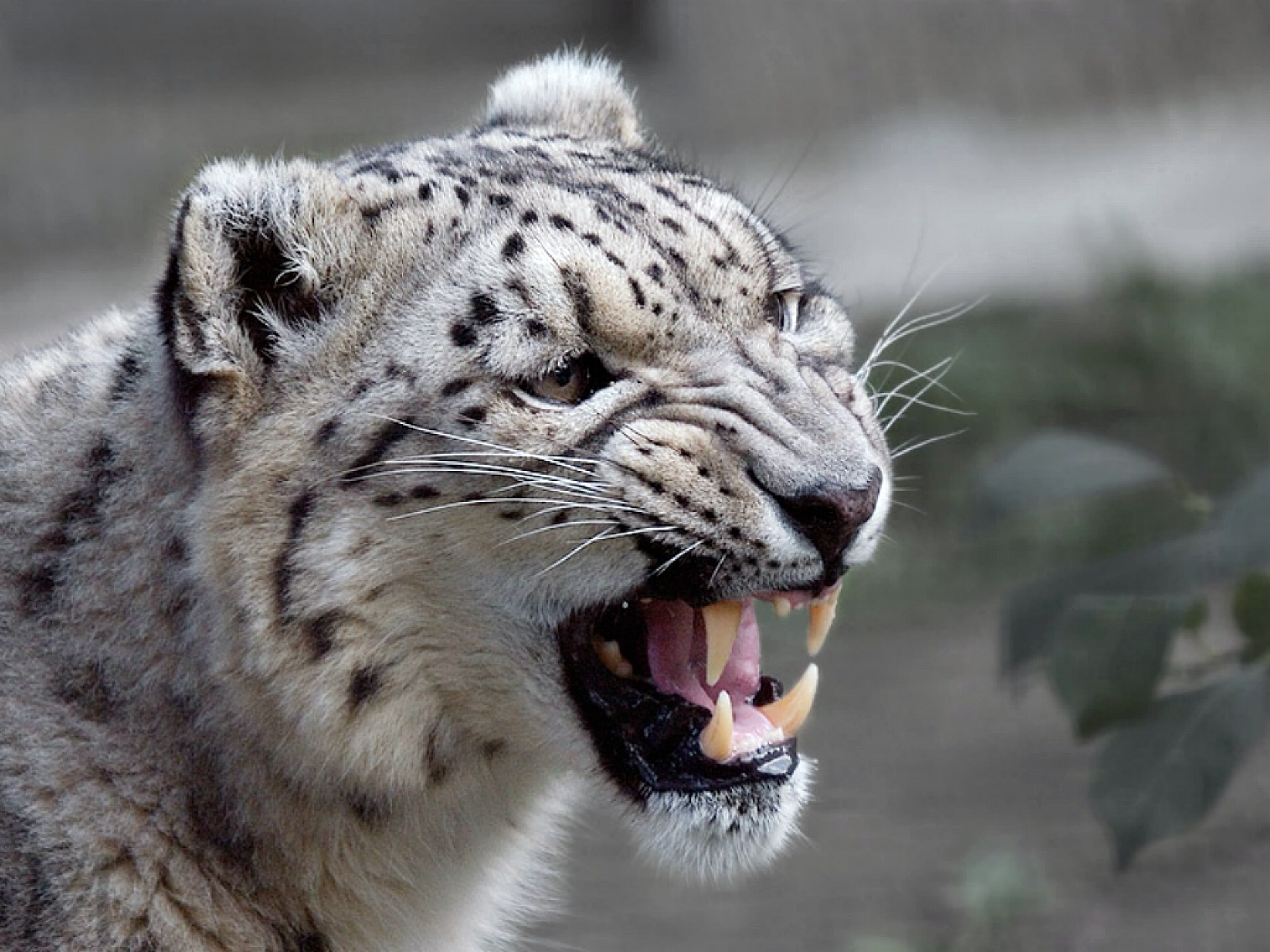 Roar, Snow Leopards Wallpaper, 1920x1440 HD Desktop