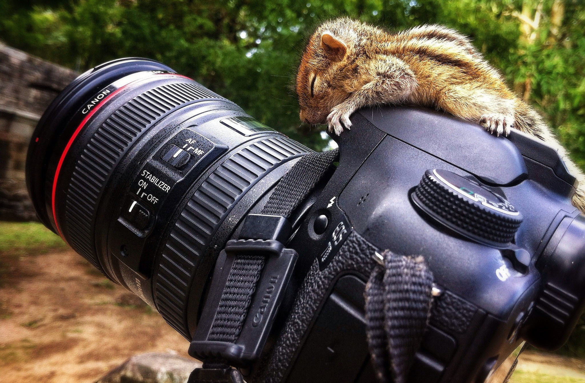 Chipmunk, Camera companion, HD wallpapers, Desktop and mobile, 2050x1350 HD Desktop