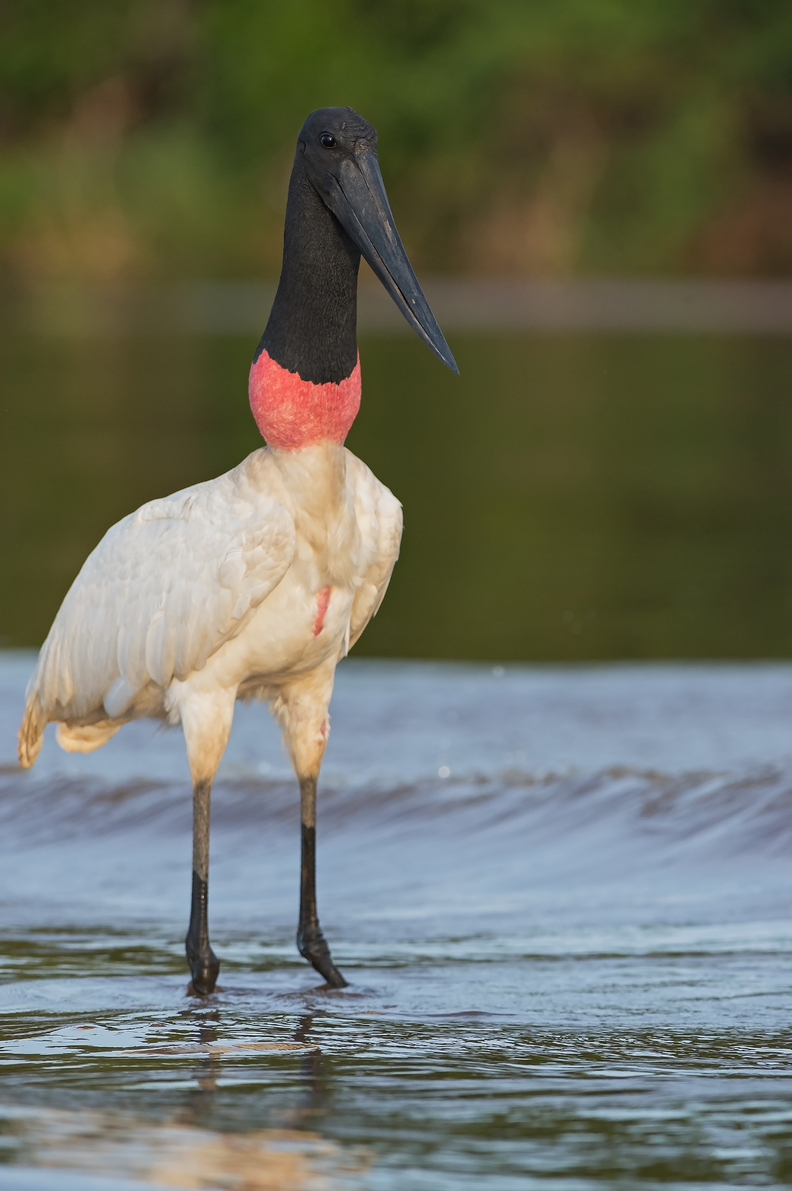 Jabiru, Birdwatcher's delight, Elegant flyer, Wetland inhabitant, 1600x2400 HD Phone