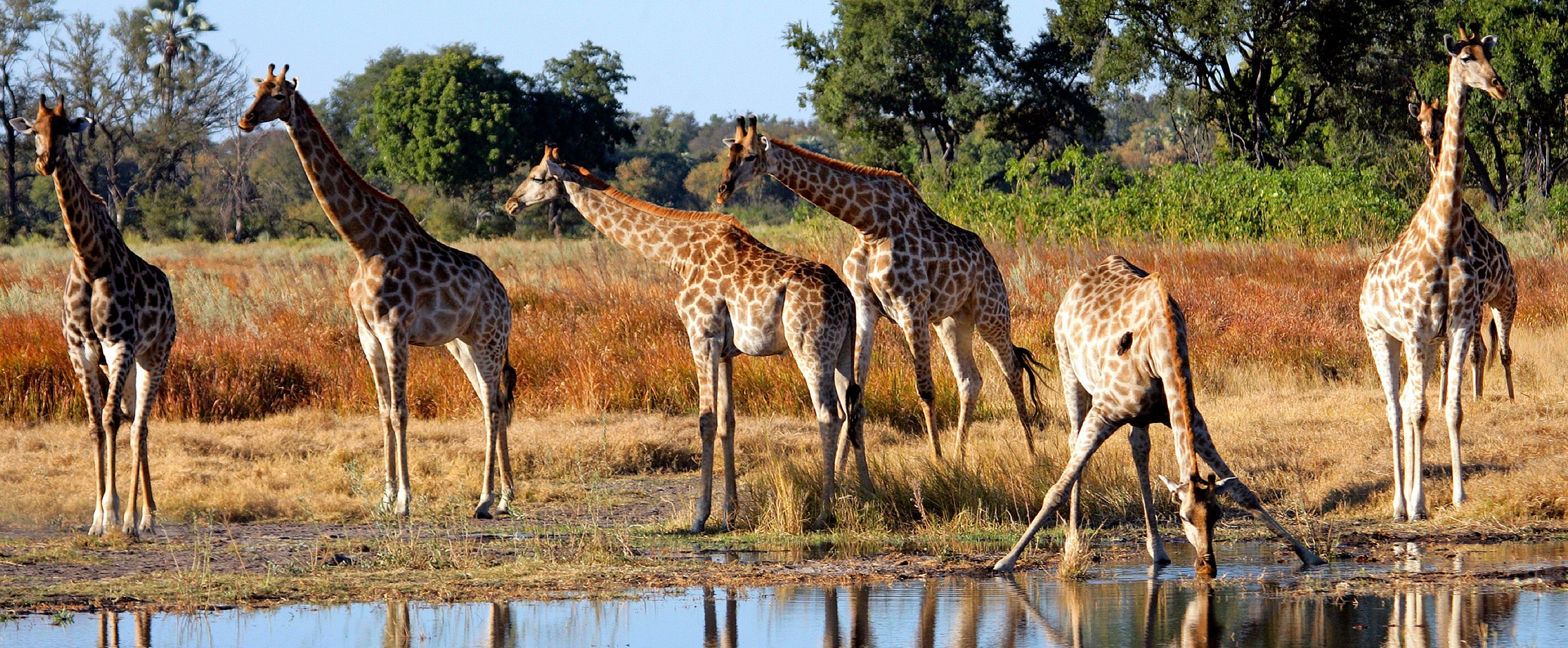 Botswana Rundreisen, Kiwi Tours, Tailor-made itineraries, Memorable vacations, 2840x1180 Dual Screen Desktop