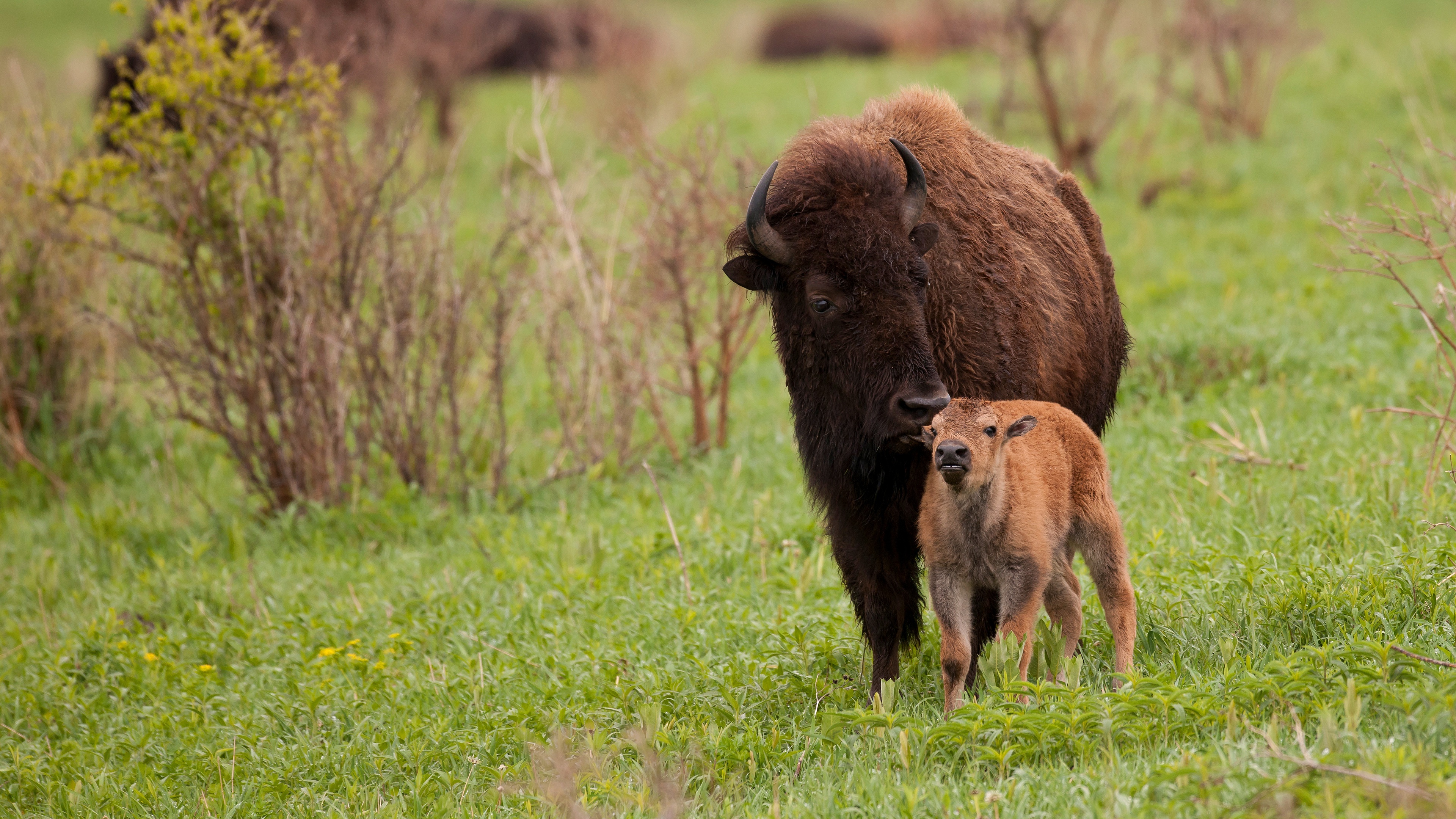 4K American bison wallpapers, High-resolution bison backgrounds, Stunning buffalo imagery, Captivating bison pictures, 3840x2160 4K Desktop