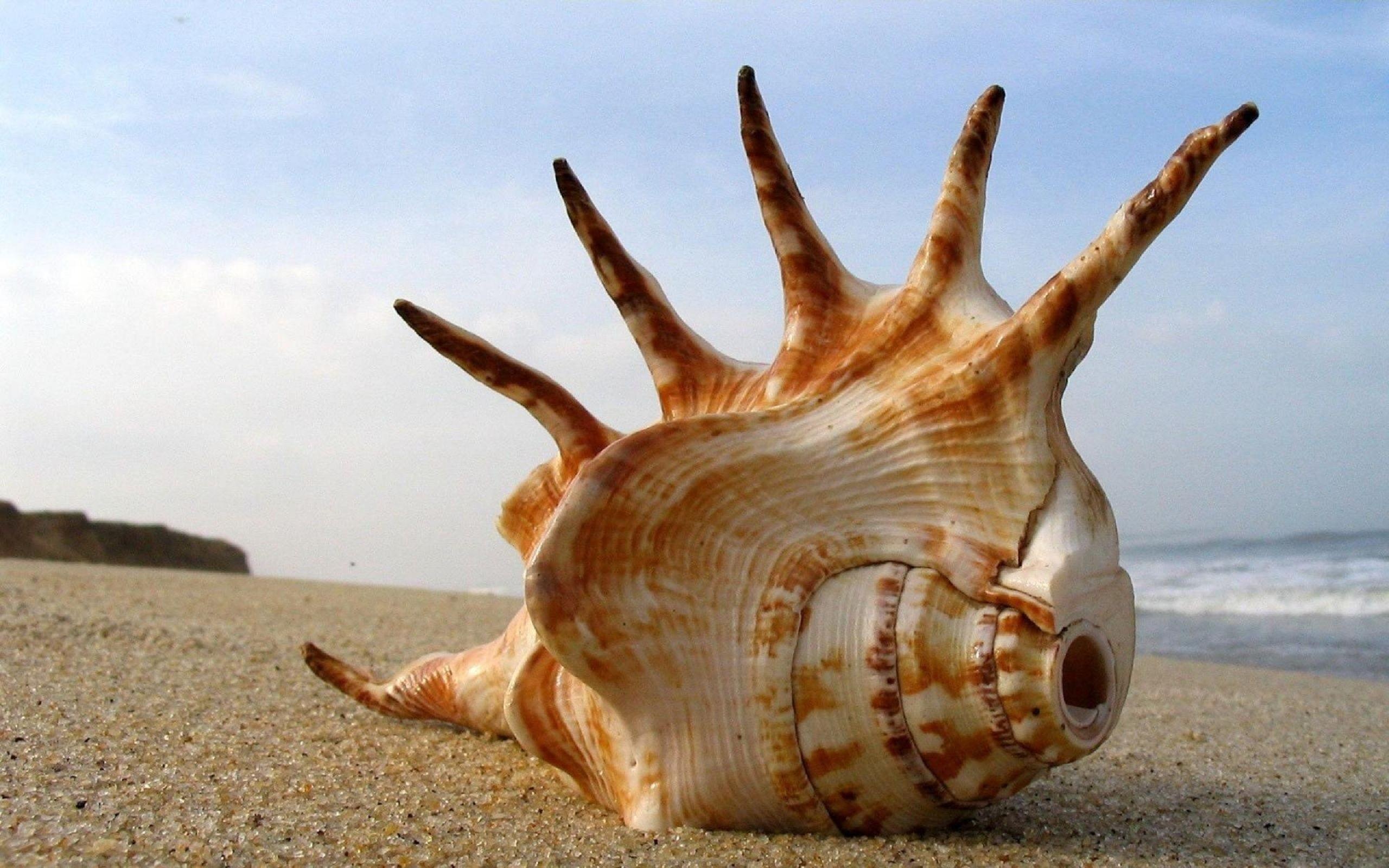 Lambis, Sea Shell Wallpaper, 2560x1600 HD Desktop