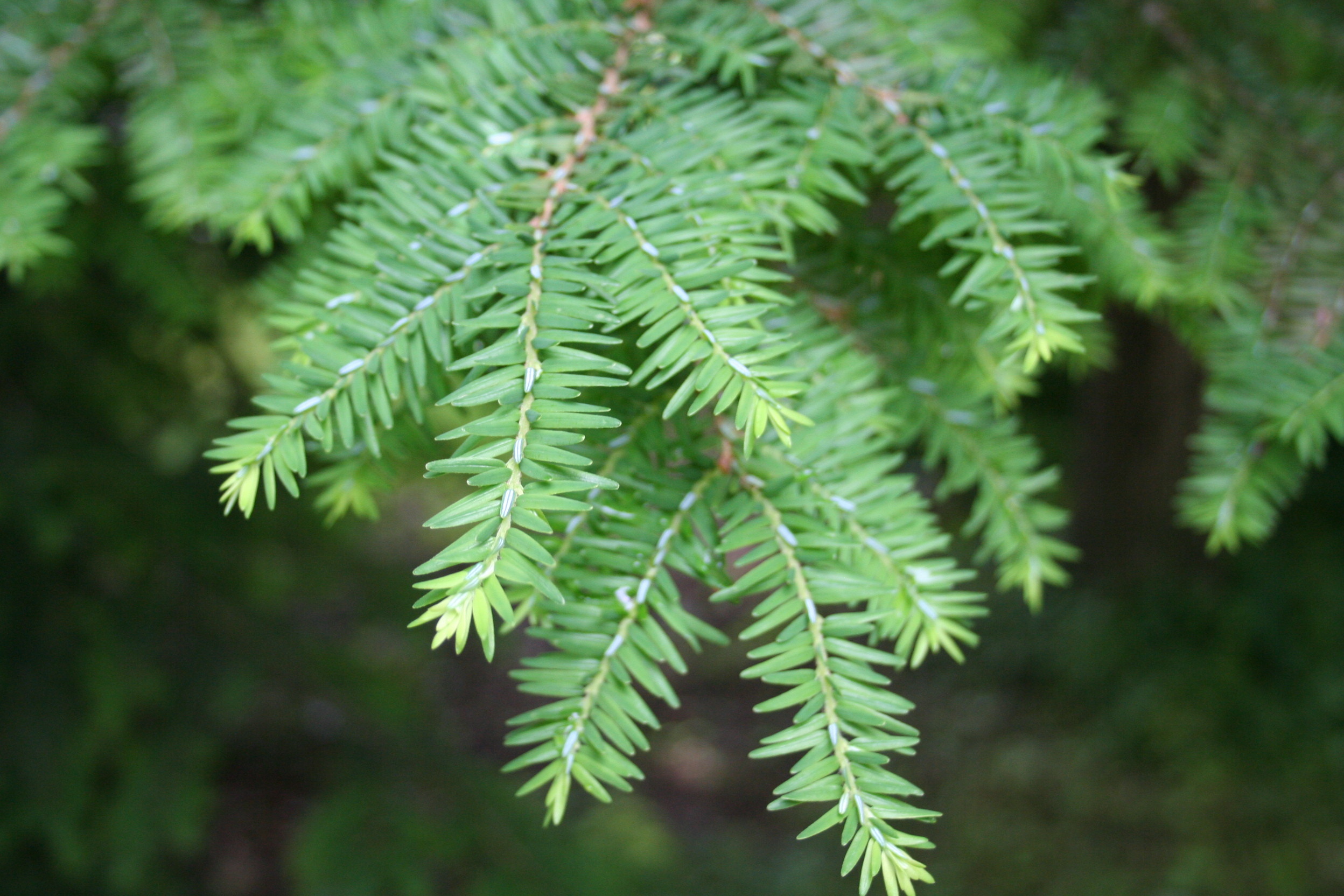 Hemlock tree, Eastern Nebraska, Forest service, Nature's contribution, 2500x1670 HD Desktop