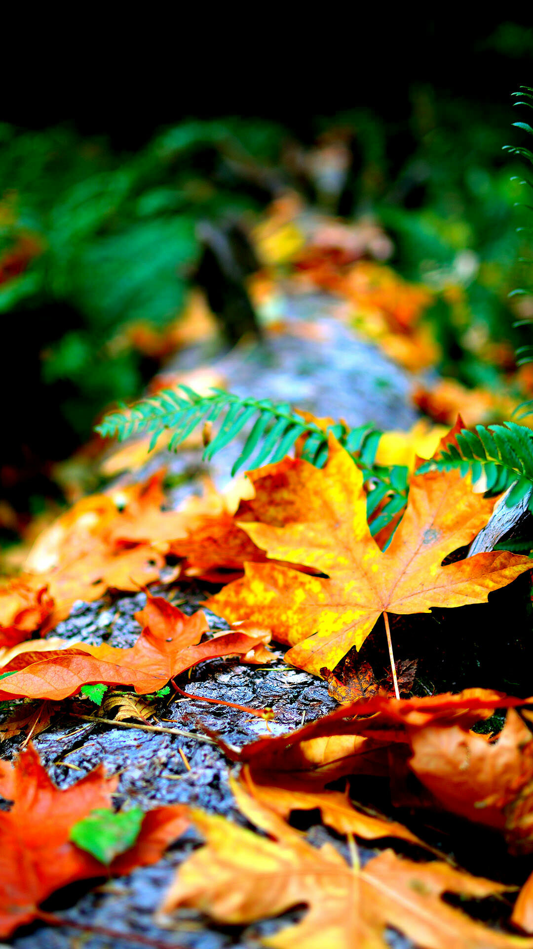 Autumn iPhone wallpapers, Templatefor, 1080x1920 Full HD Phone