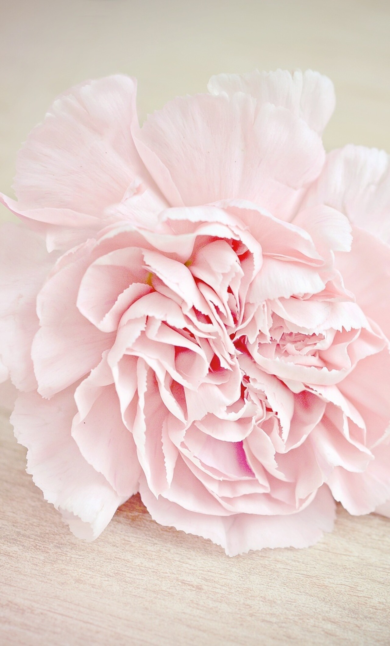 Pink flower carnation, Blossom, iPhone 6, 4K wallpapers, 1280x2120 HD Phone