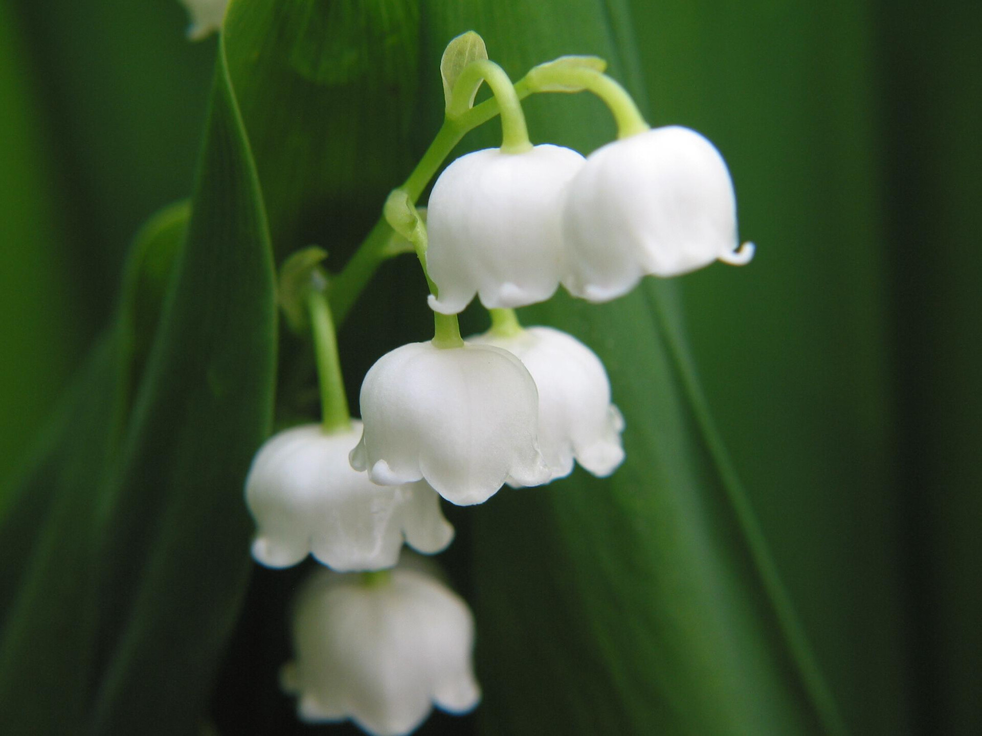 Lily of the Valley, Nature's treasure, Captivating blossoms, Serenity in petals, 1920x1440 HD Desktop