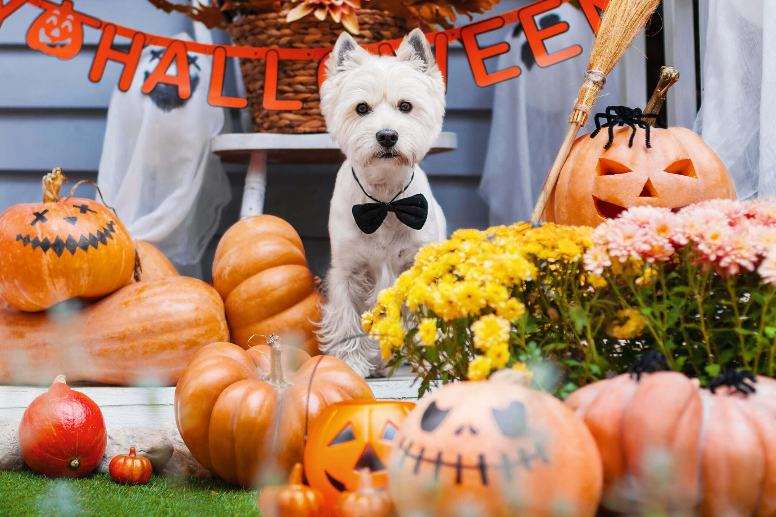 Halloween pets, Safety tips, Pet essentials, Halloween safety, 2560x1710 HD Desktop