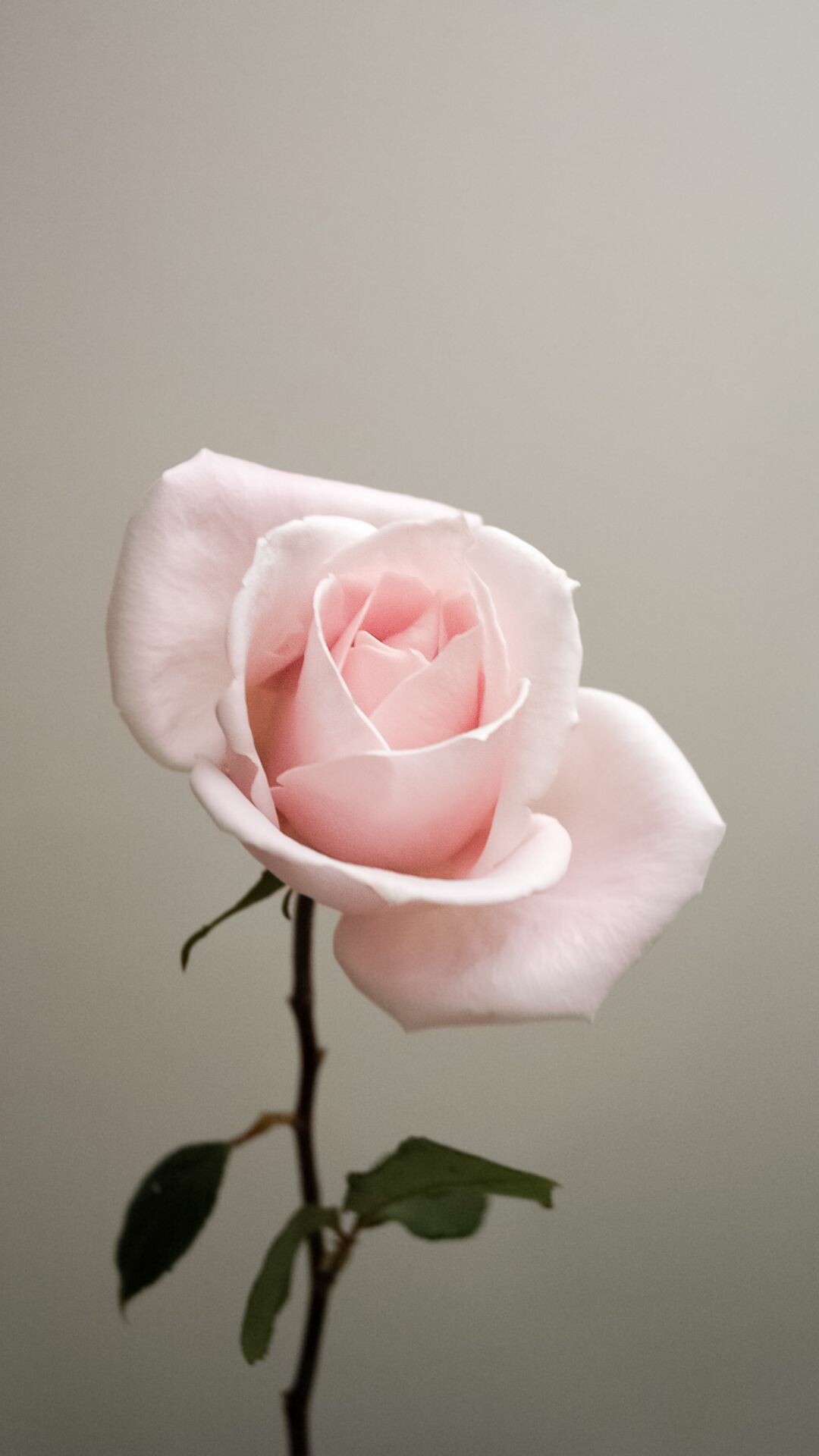 Single Flower, Roses Wallpaper, 1080x1920 Full HD Phone