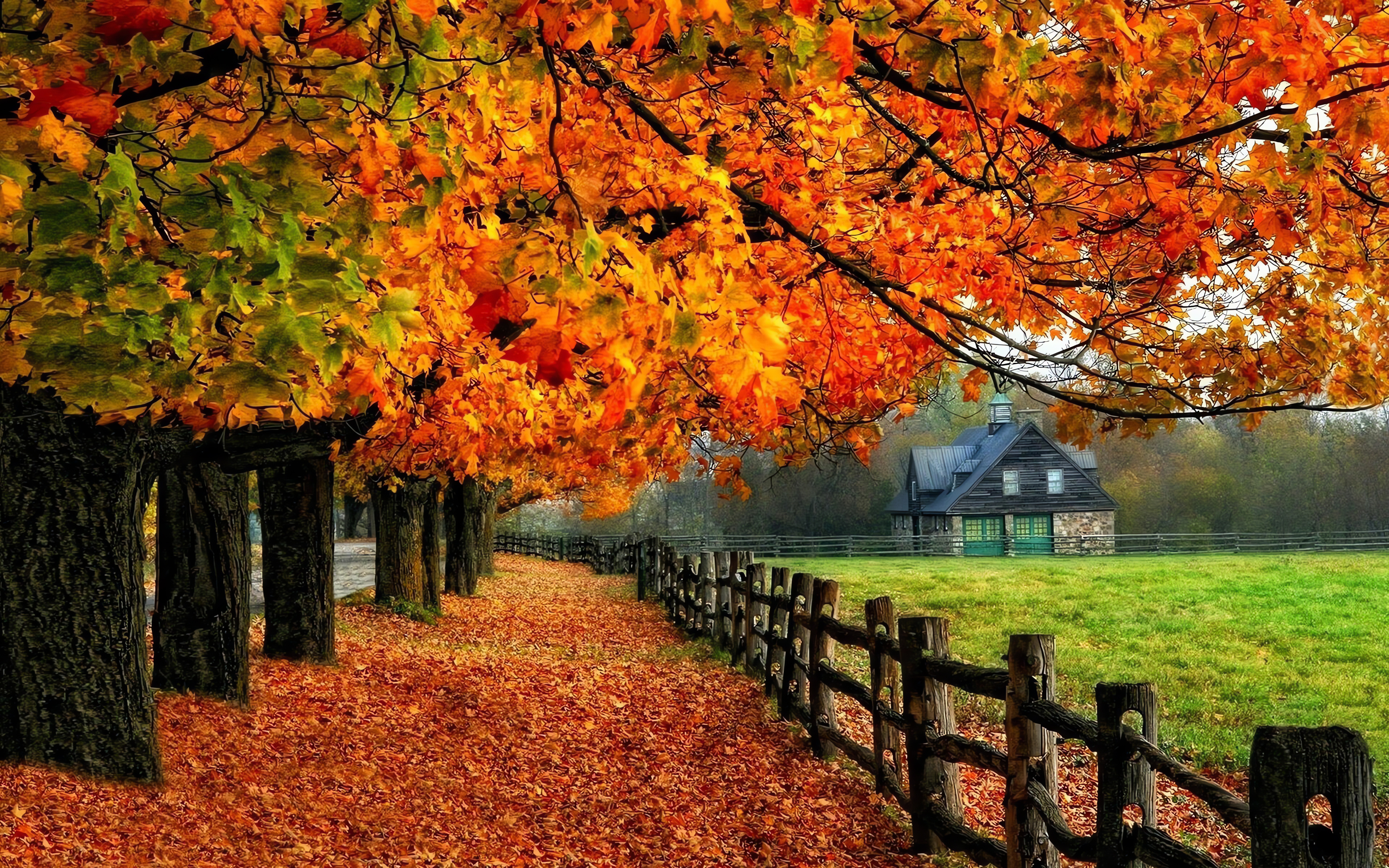 Picturesque hedge, Autumn Wallpaper, 3840x2400 4K Desktop