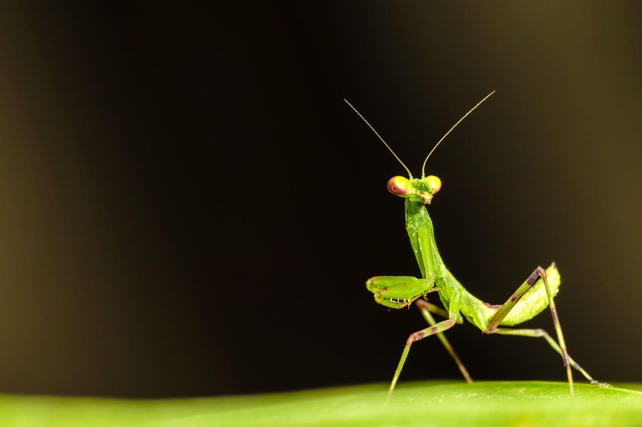 Mantis, Insects Wallpaper, 2050x1370 HD Desktop