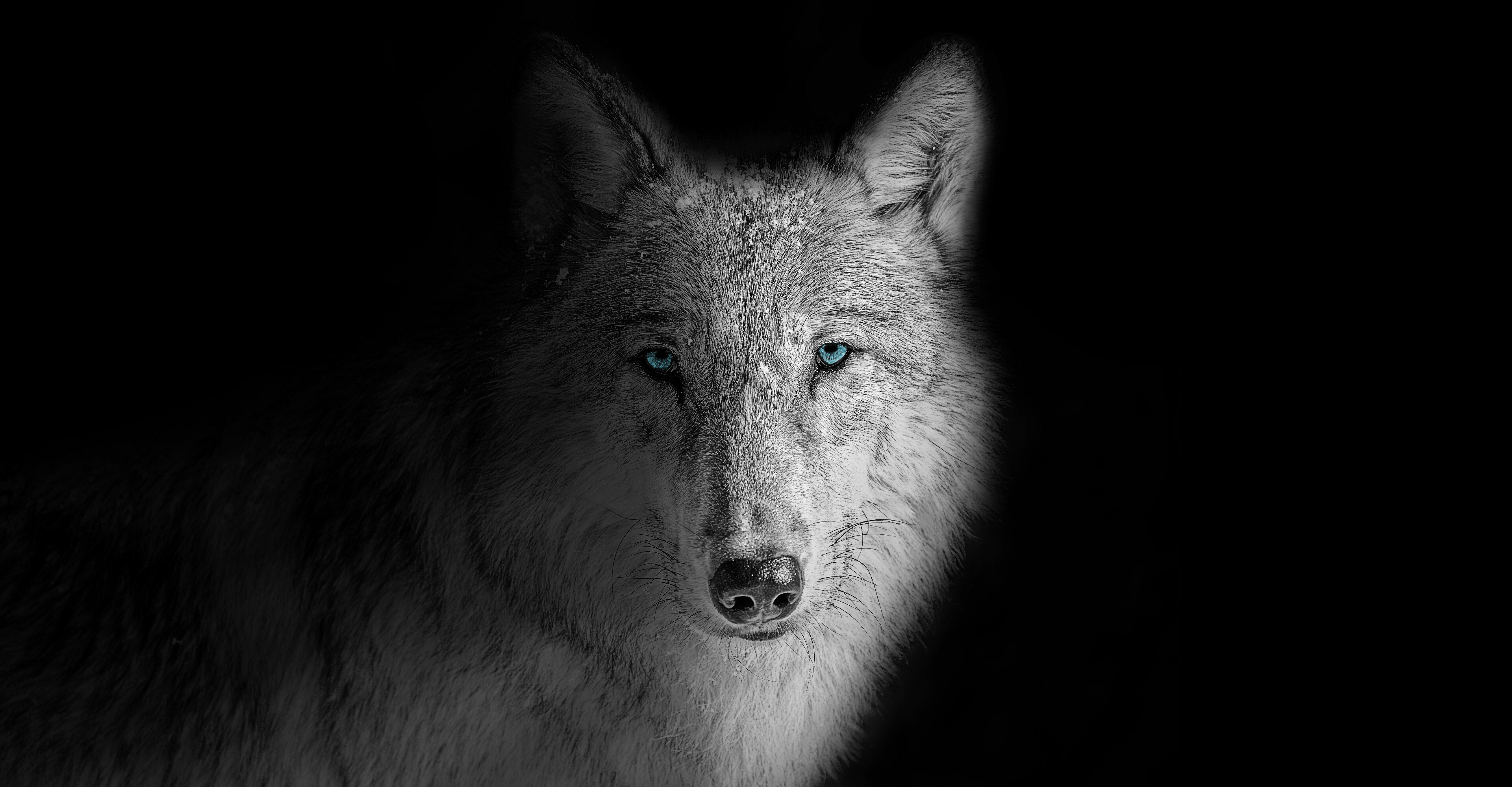 Wolf wallpaper 4K beast, Untamed power, Mysterious creature, Darkness and mystery, 3840x2000 HD Desktop