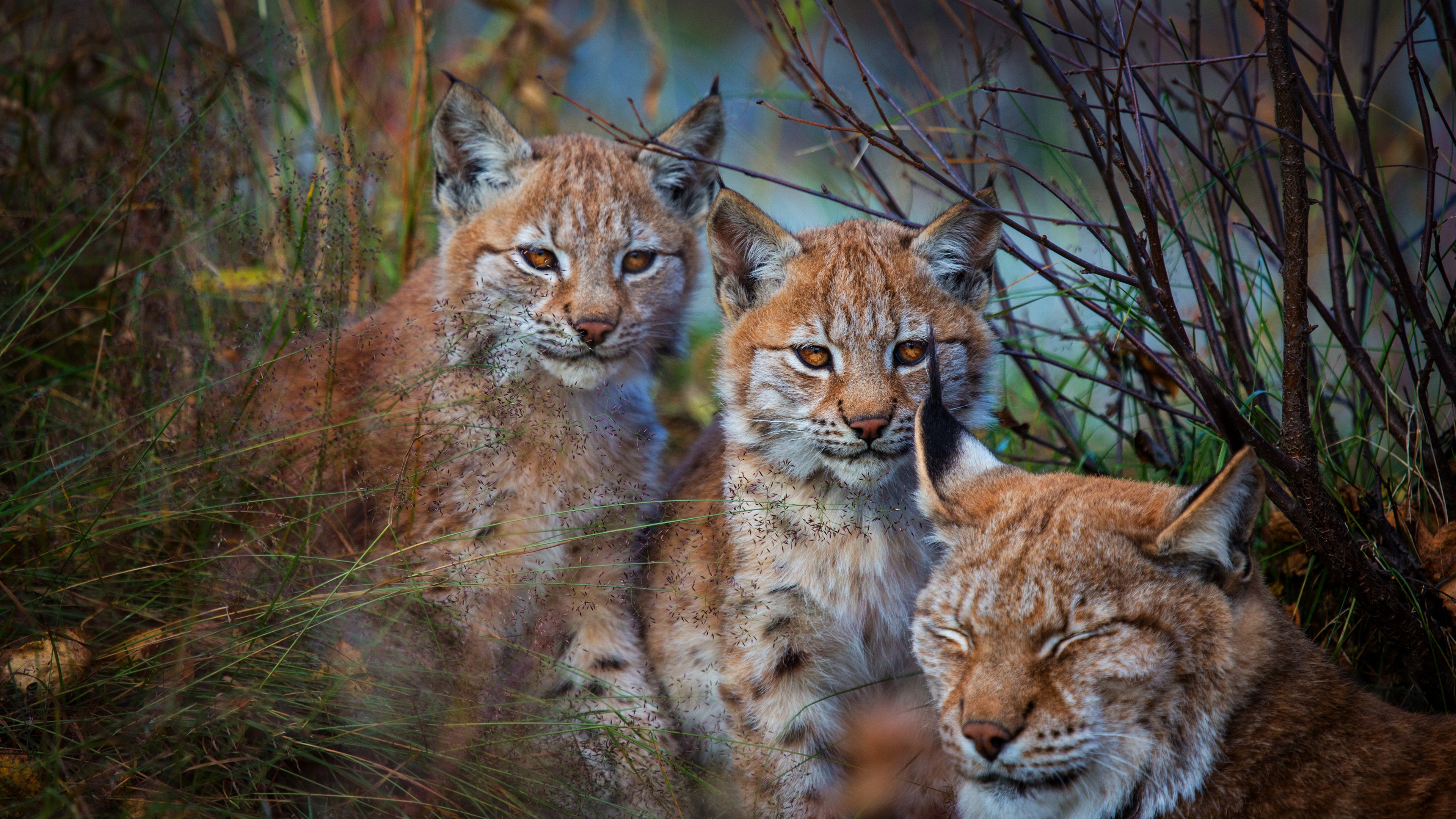 Family, Bobcat (Red Lynx) Wallpaper, 3840x2160 4K Desktop