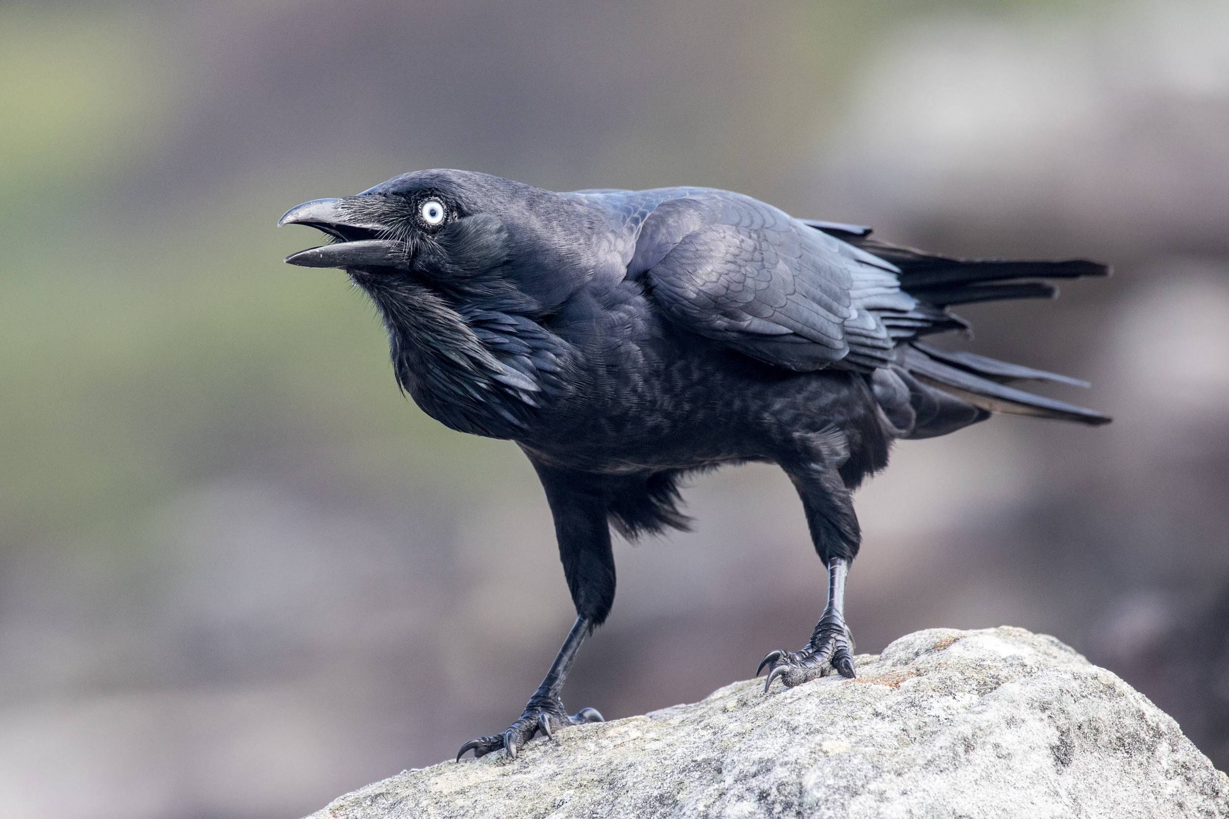 Raven attacking drone, Delivering coffee, Mid air, Terrifying video, 2500x1670 HD Desktop