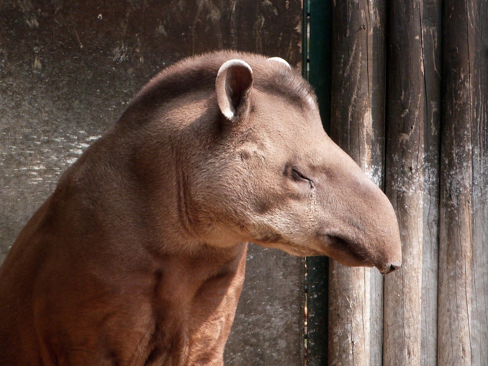 Tapir Galapagos pro, Galapagos, Tapir, Professional, 1920x1440 HD Desktop