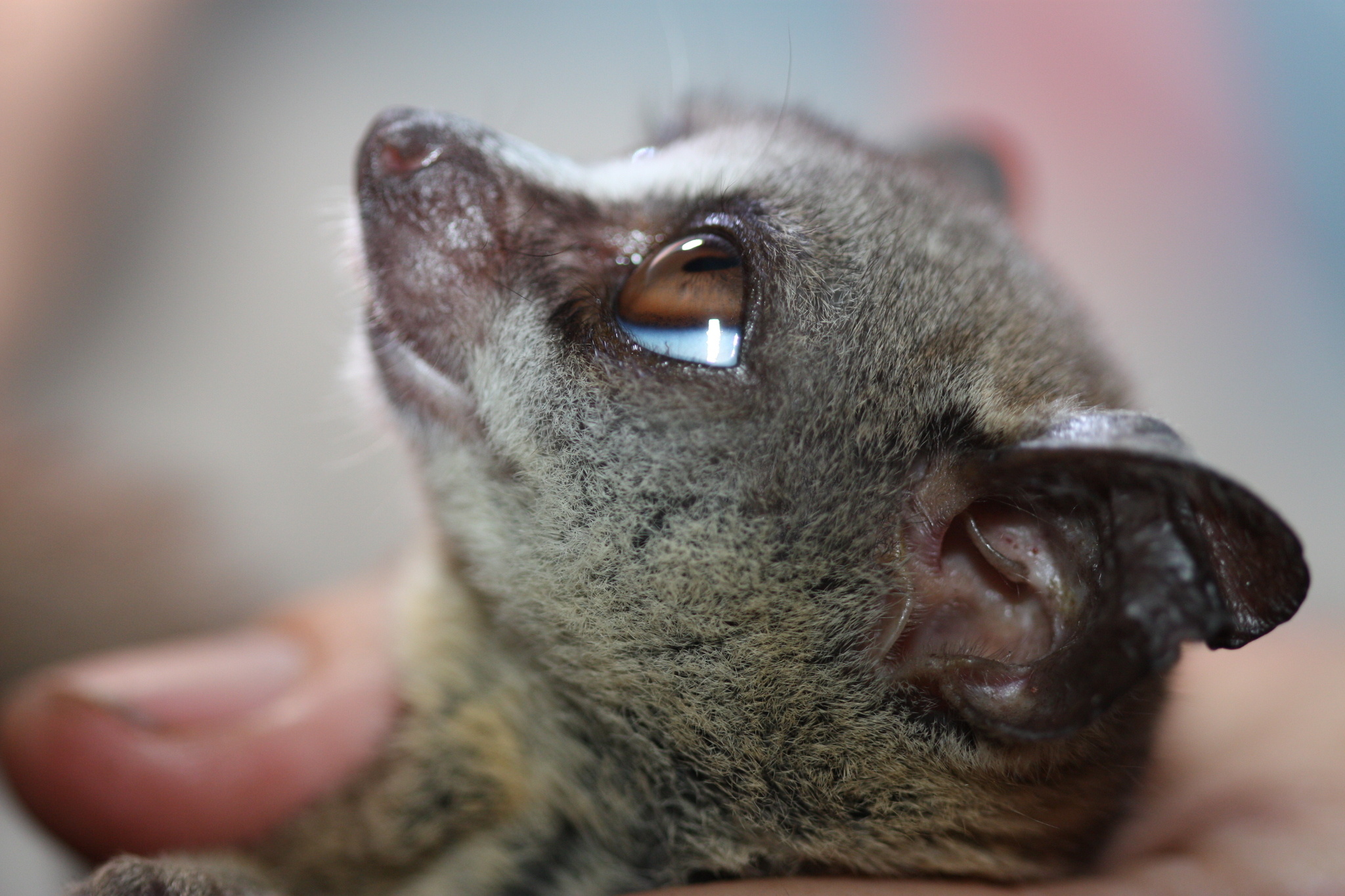 Bush Baby (Galago), Zanzibar bushbaby inaturalist, Galagoides zanzibaricus, Wildlife photography, 2050x1370 HD Desktop