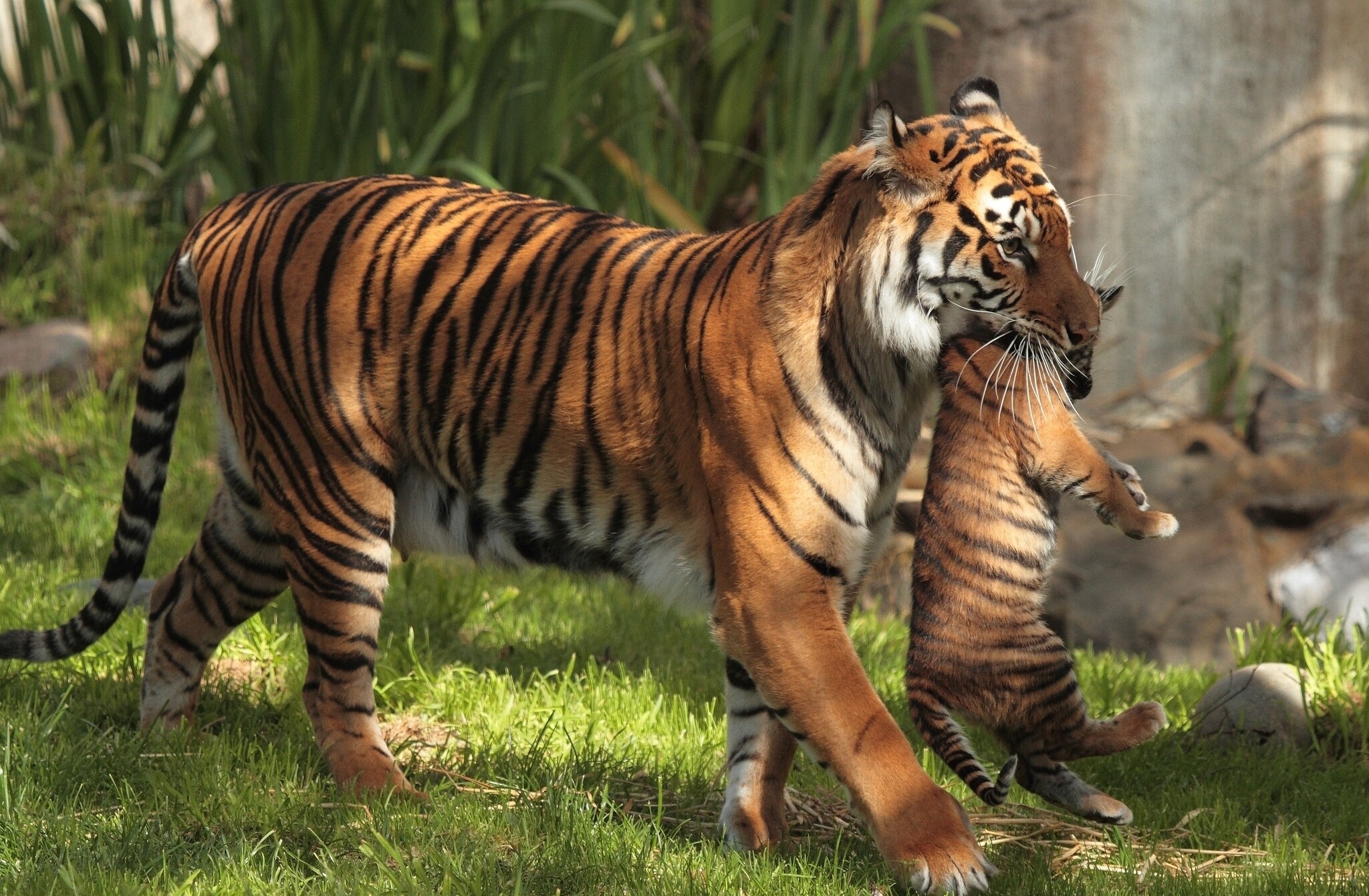 Tiger Cub, Animals, Carrying, Cubs, 2050x1350 HD Desktop