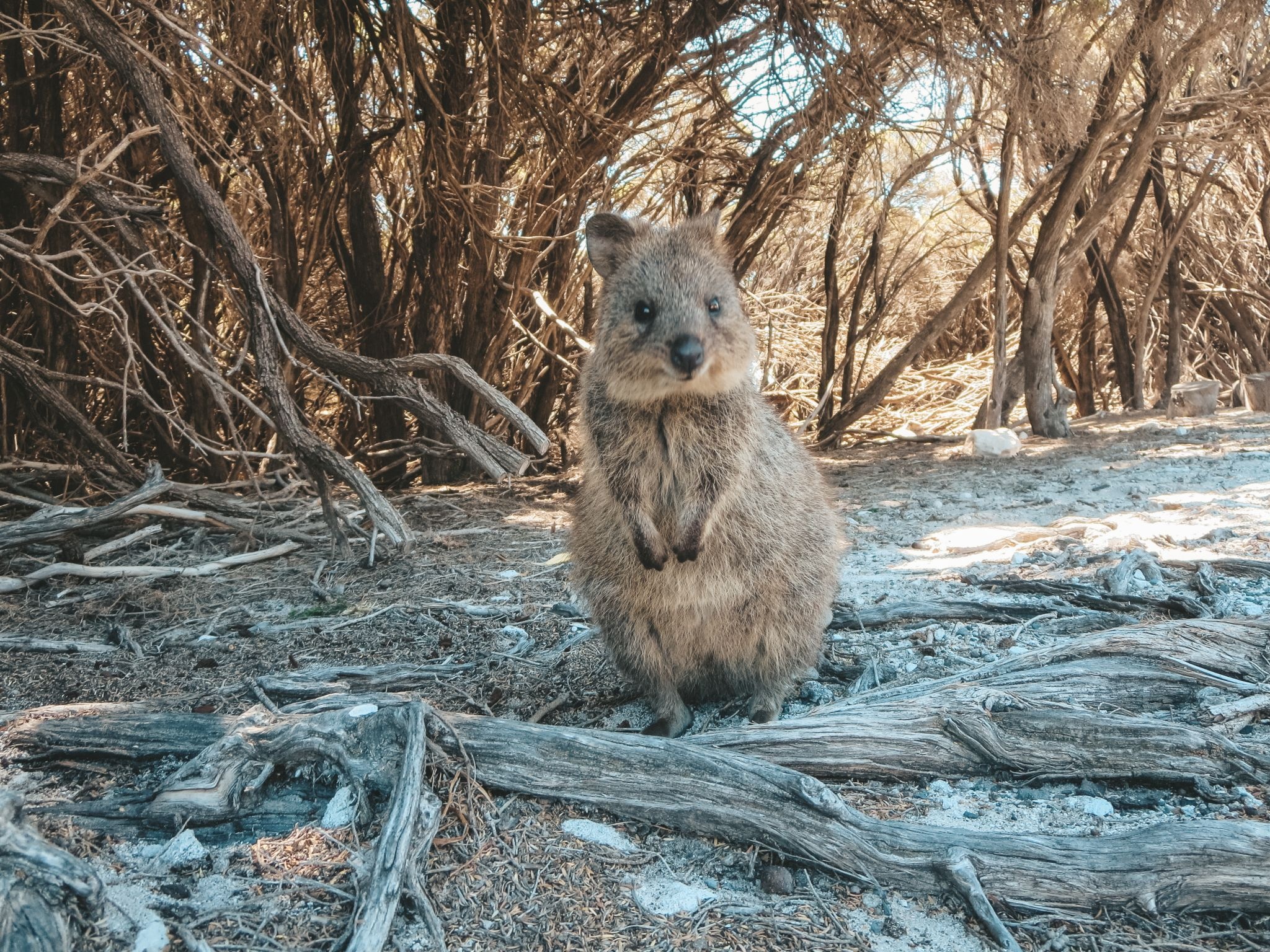 Jana Meerman's quokka encounter, Rottnest Island visit, Memorable quokka photo, Photographic souvenir, 2050x1540 HD Desktop