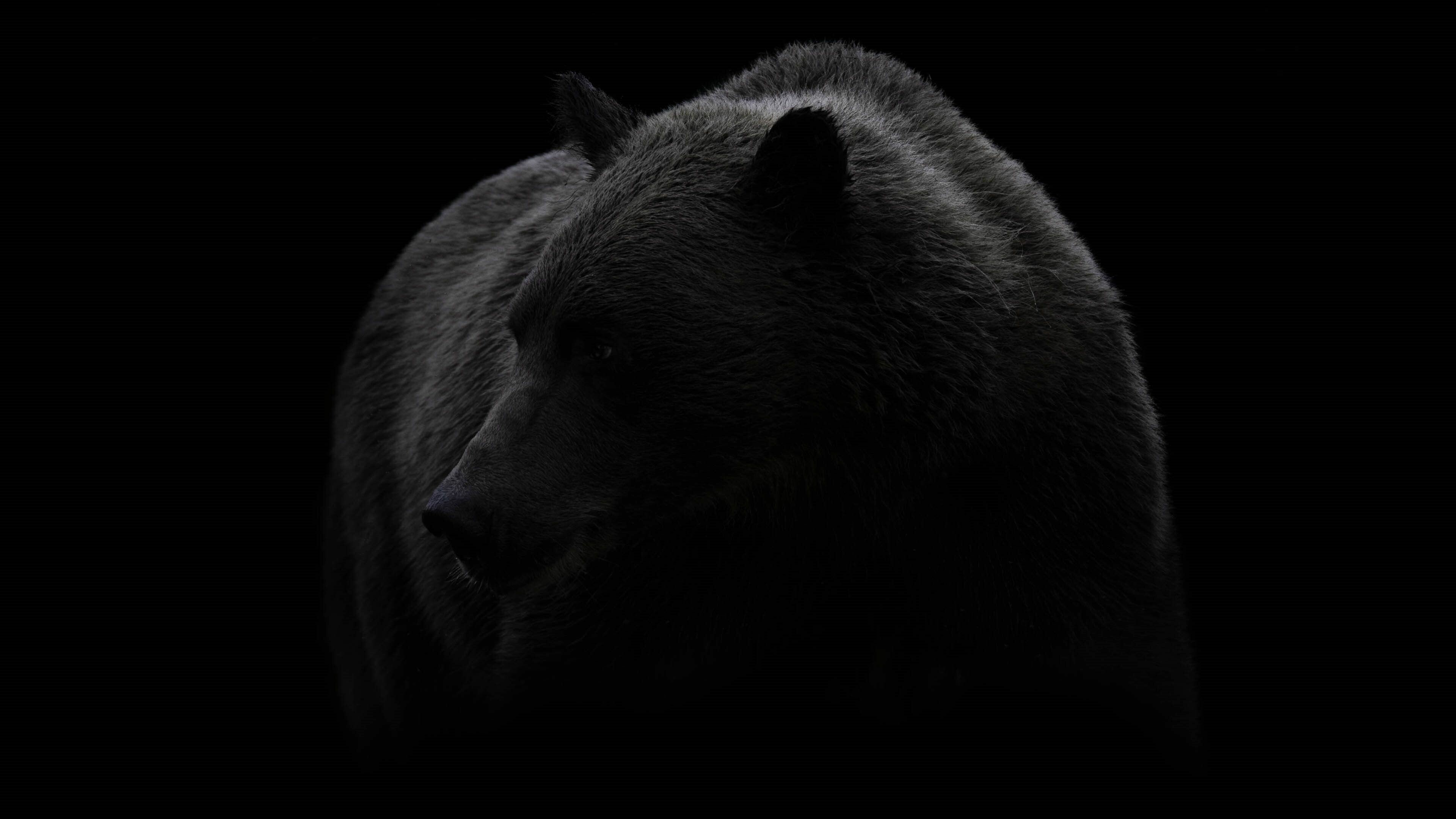 Bear black and white, Wilderness beauty, Monochrome elegance, Mysterious aura, 3840x2160 4K Desktop