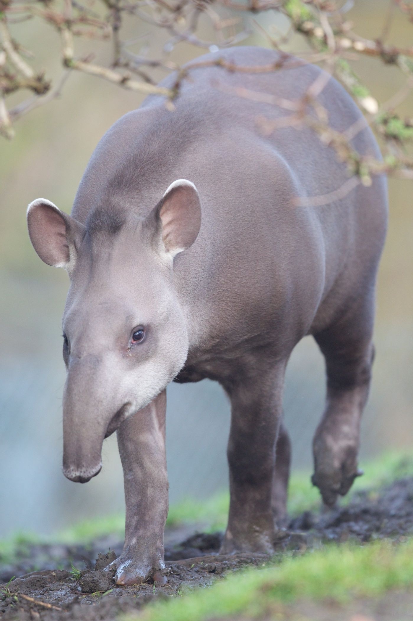 Tapir Brazilian, Pretty animal, Tapir, Animal, 1400x2100 HD Phone