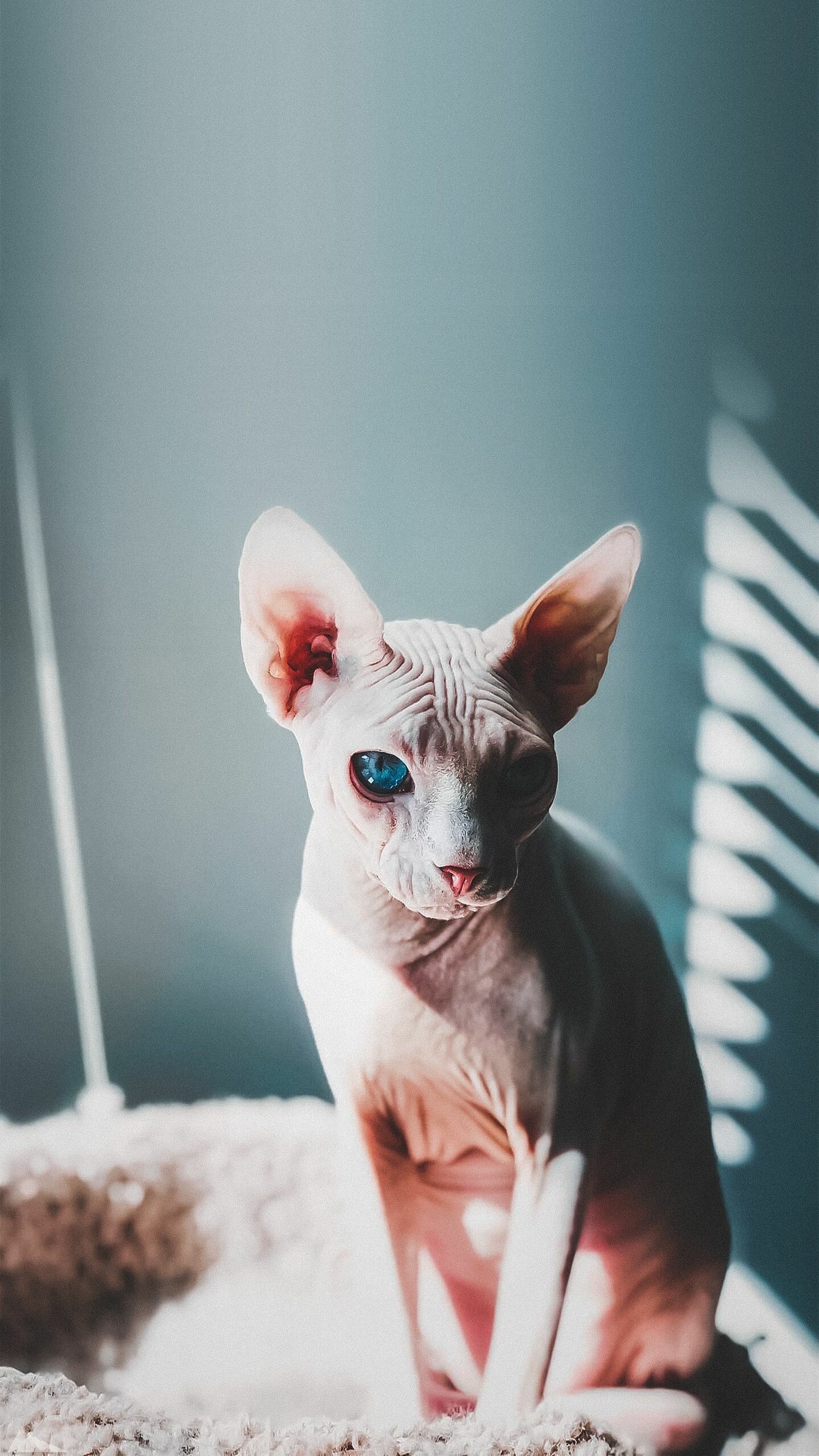 Sphynx Cat, Inspirational photography, Elegant pose, Ethereal beauty, 1440x2560 HD Phone