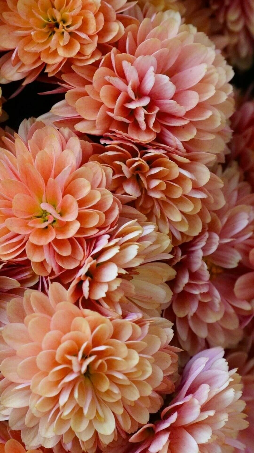 Chrysanthemum flowers, Android wallpaper, iPhone wallpaper, HD background, 1080x1930 HD Phone