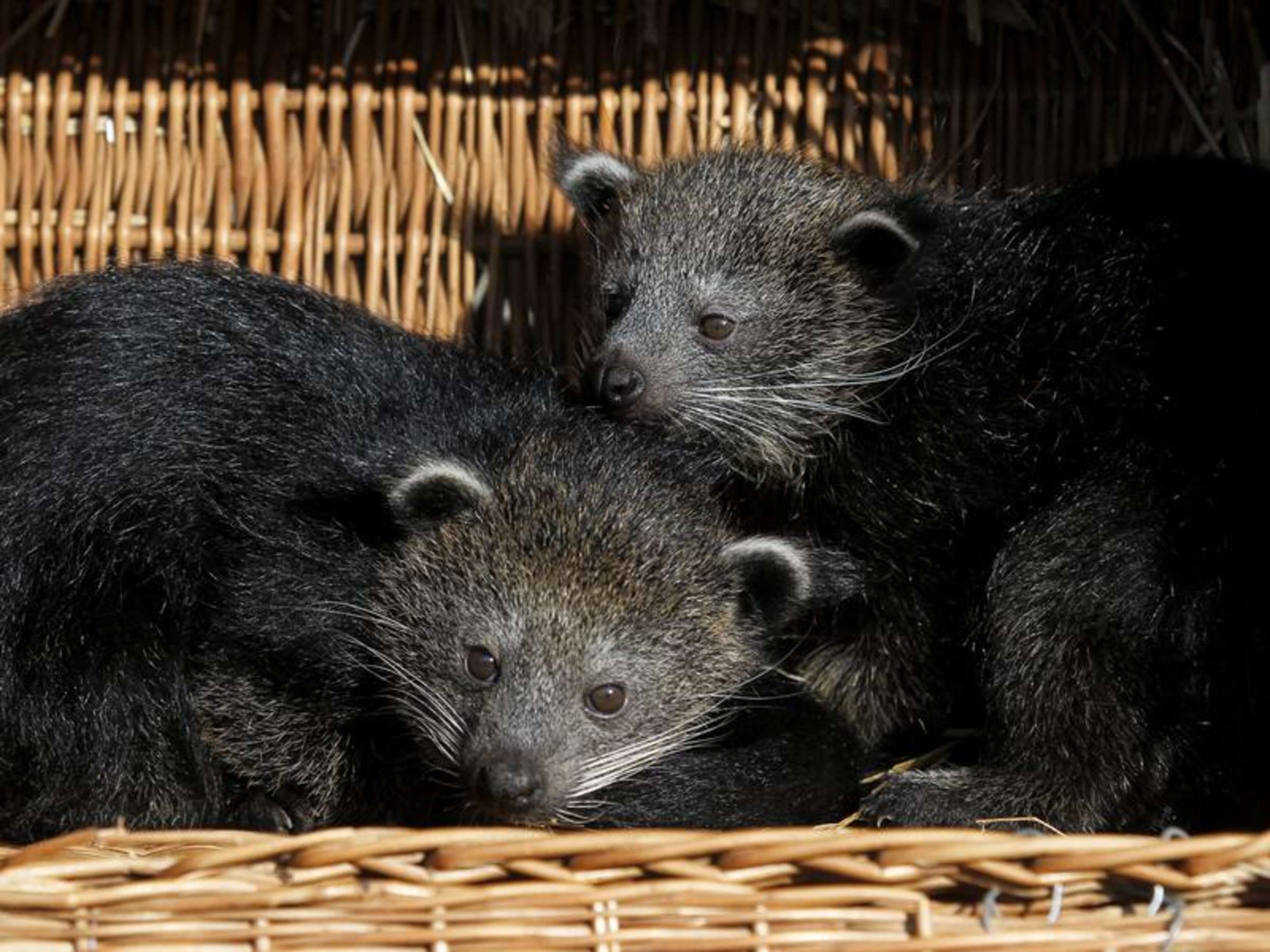 Couple, Binturong Wallpaper, 2400x1800 HD Desktop