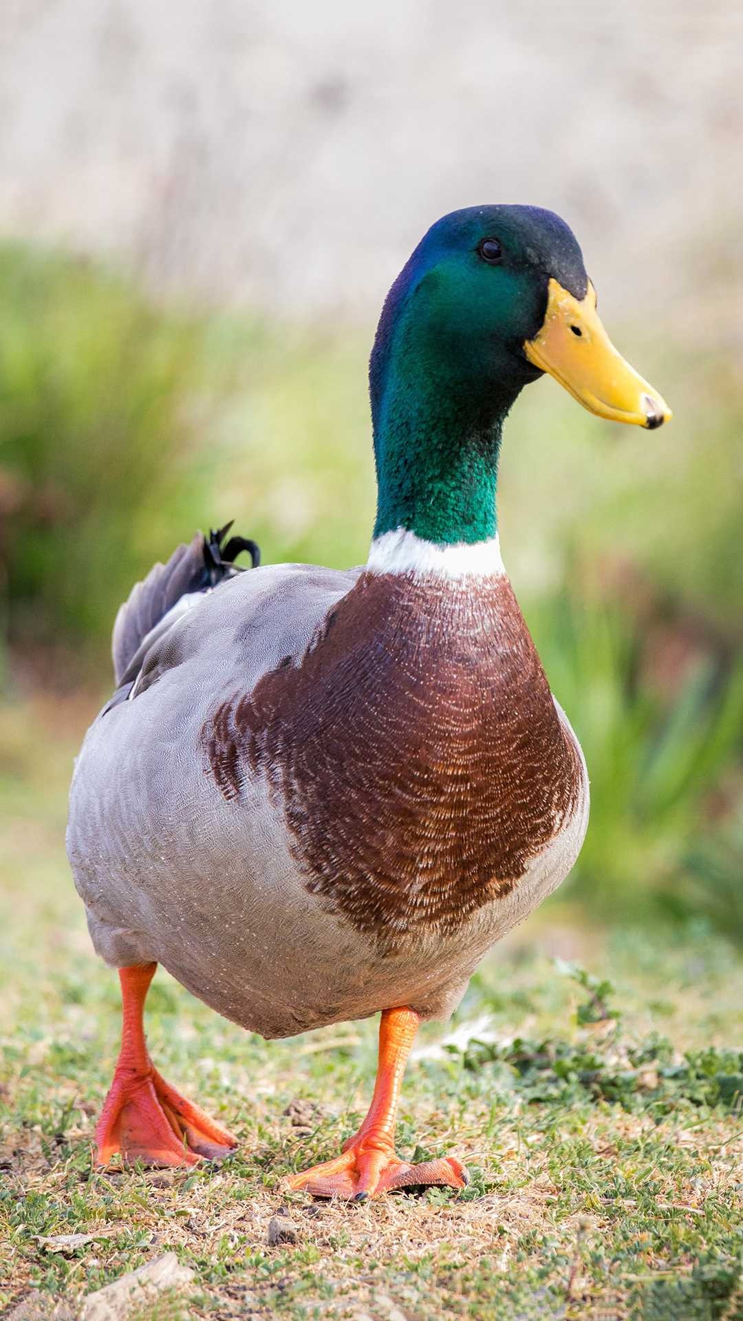 Striking duck, Nature-inspired wallpaper, Quack sound, Water-dwelling bird, 1080x1920 Full HD Phone