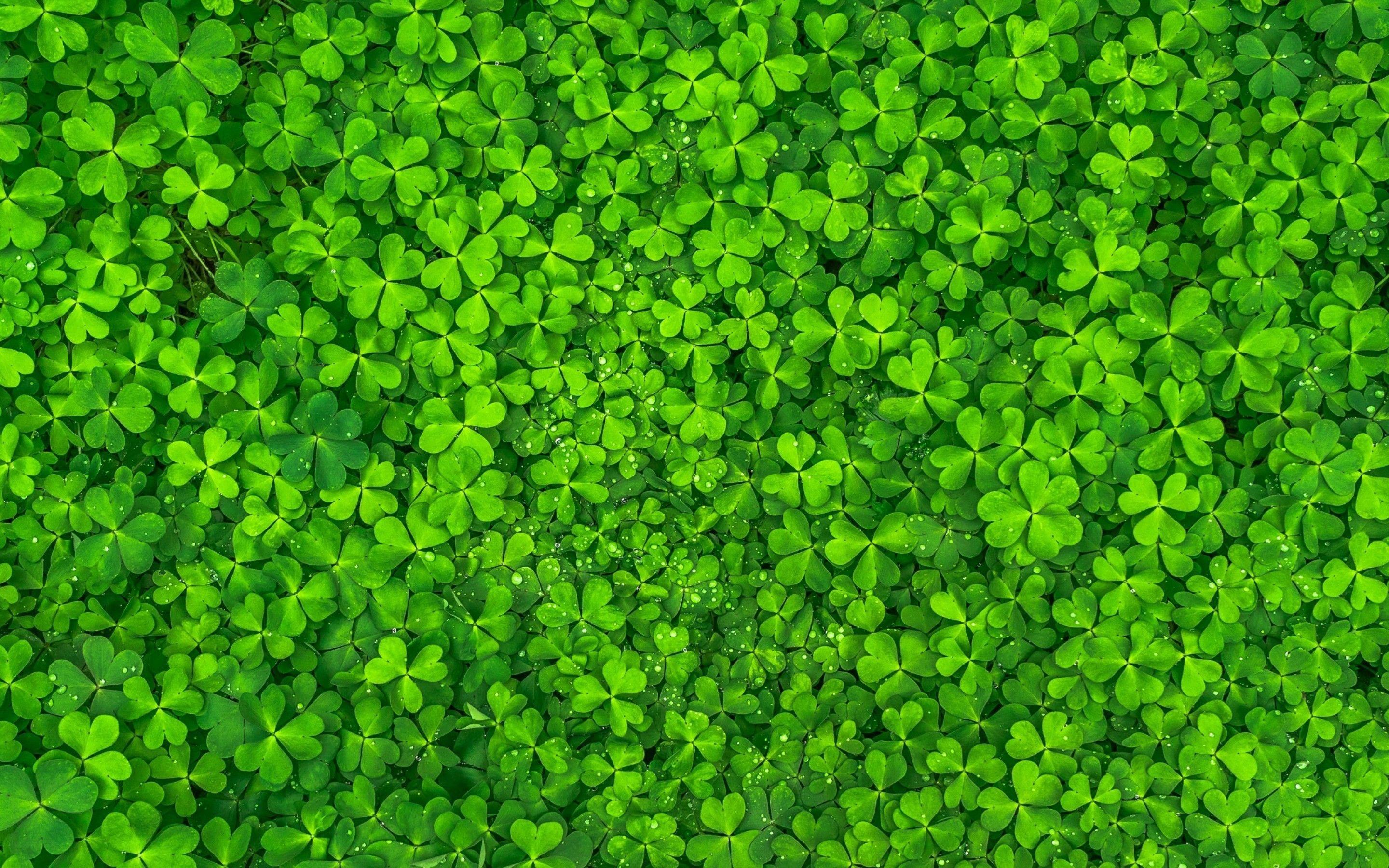 Clover, Green Leaf Wallpaper, 2880x1800 HD Desktop