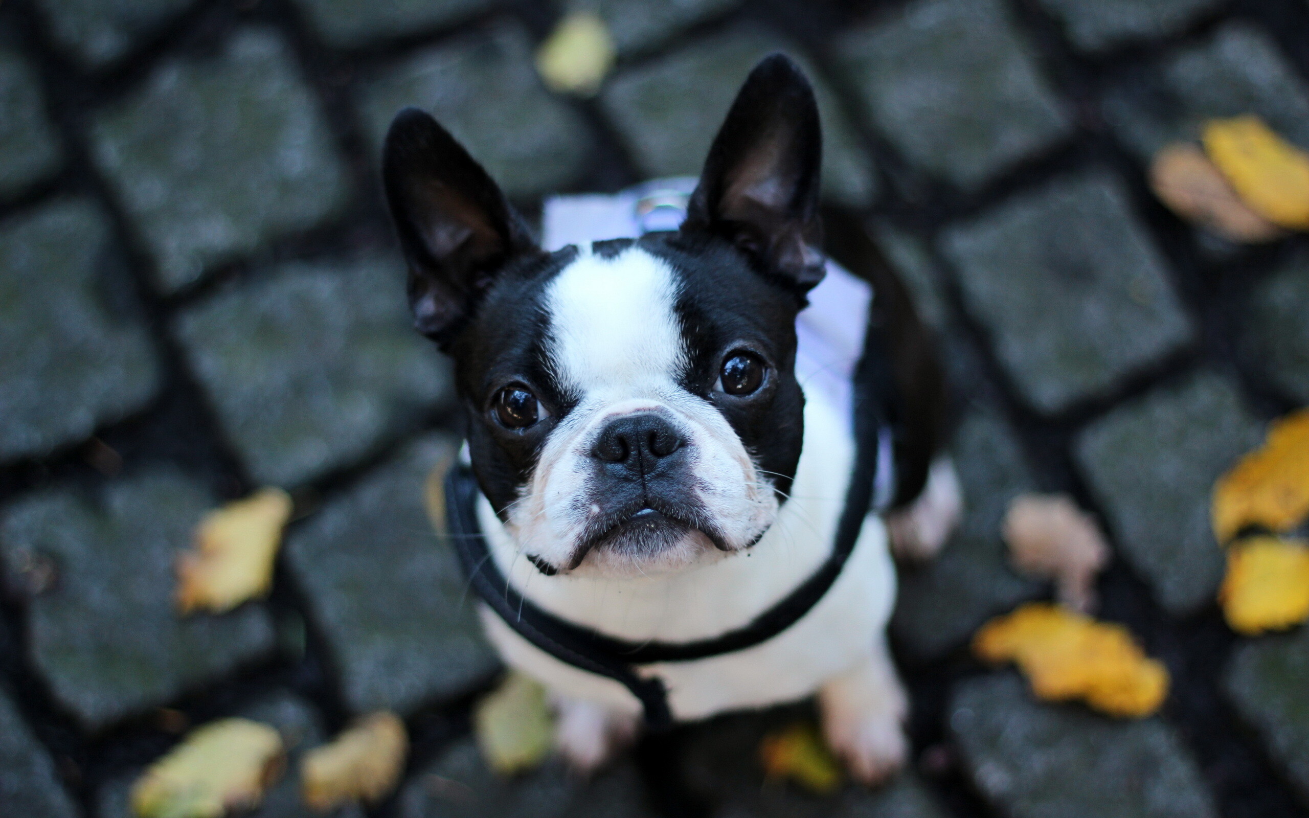 Bulldog, French breed, HD wallpapers, Background images, 2560x1600 HD Desktop