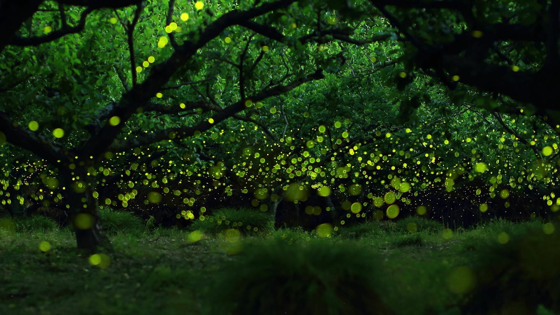 Amazing fireflies, Japan nature, Long exposure, Stunning photography, 1920x1080 Full HD Desktop